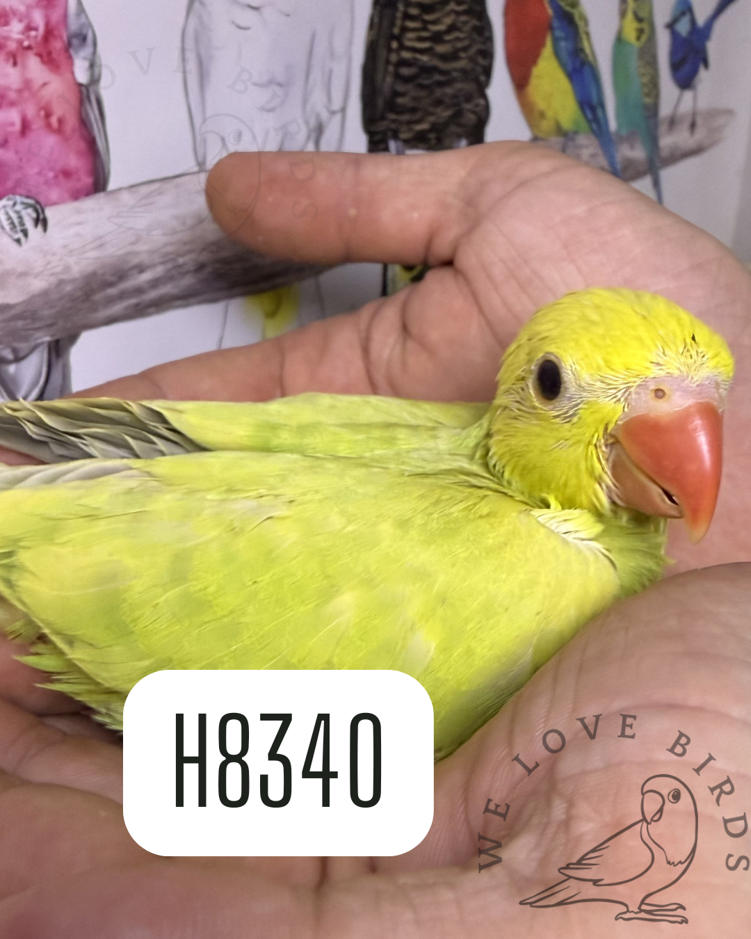 Tame Indian ringneck image 1
