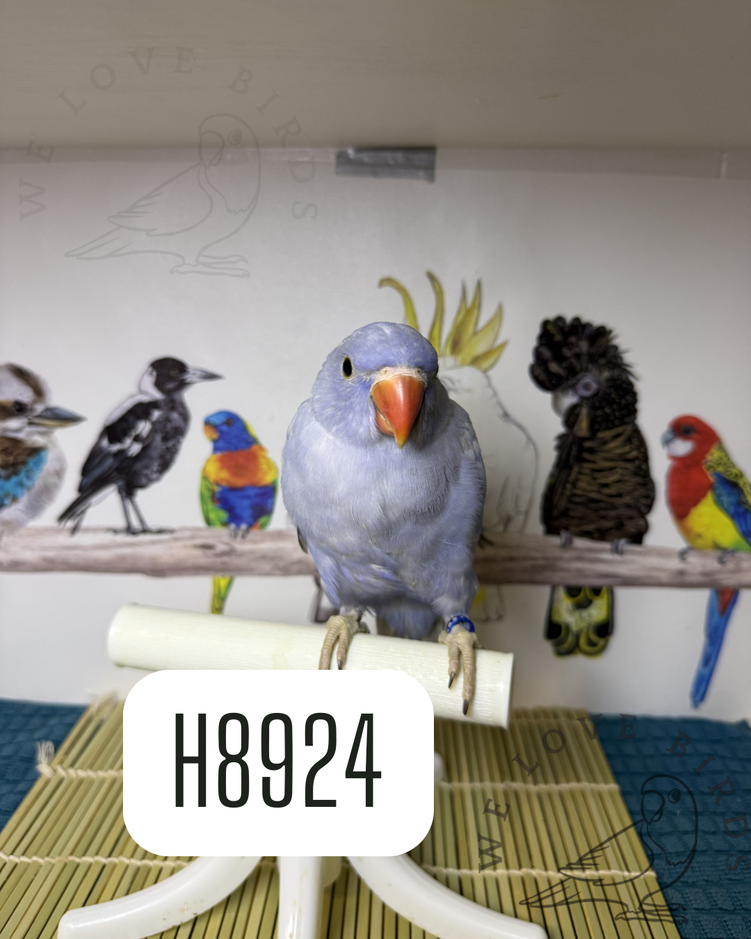 Beautiful DF violet Indian ringneck image 1