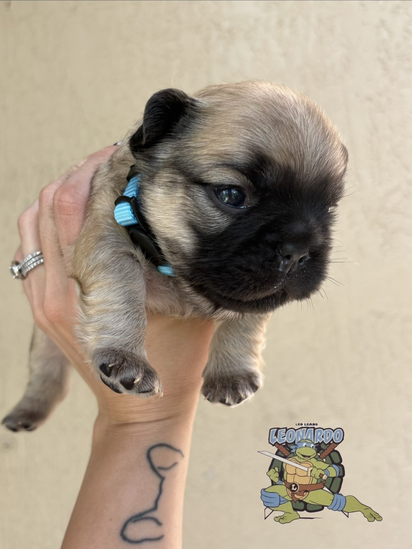 French bulldog puppy/Frenchie image 6