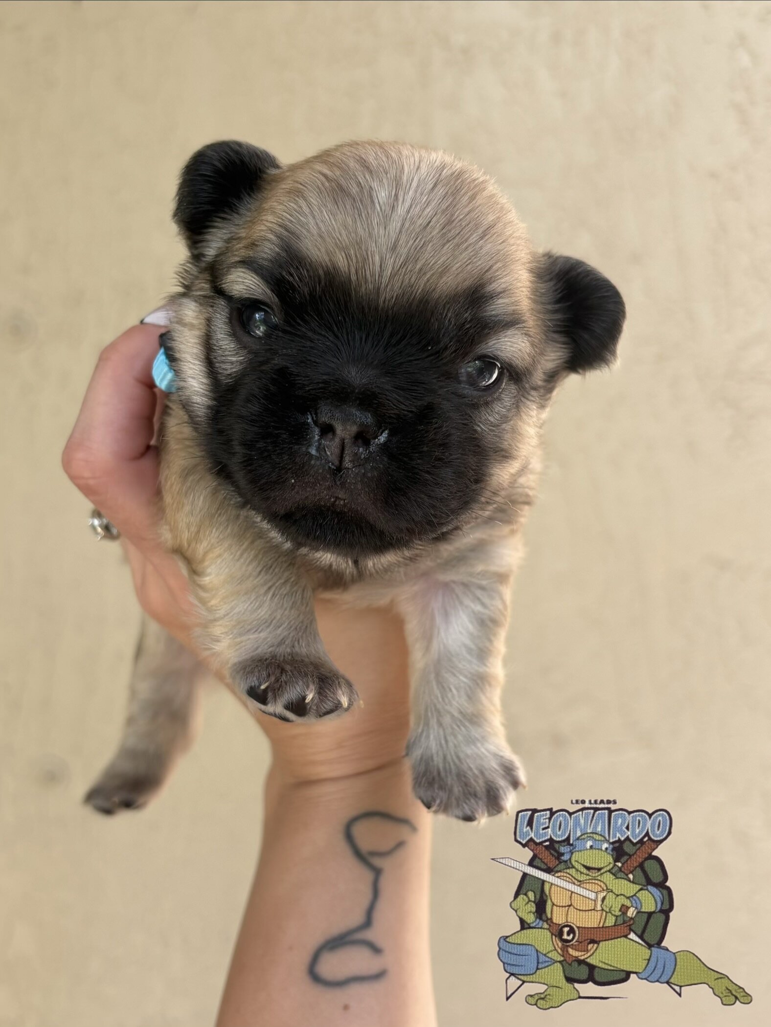 French bulldog puppy/Frenchie image 5