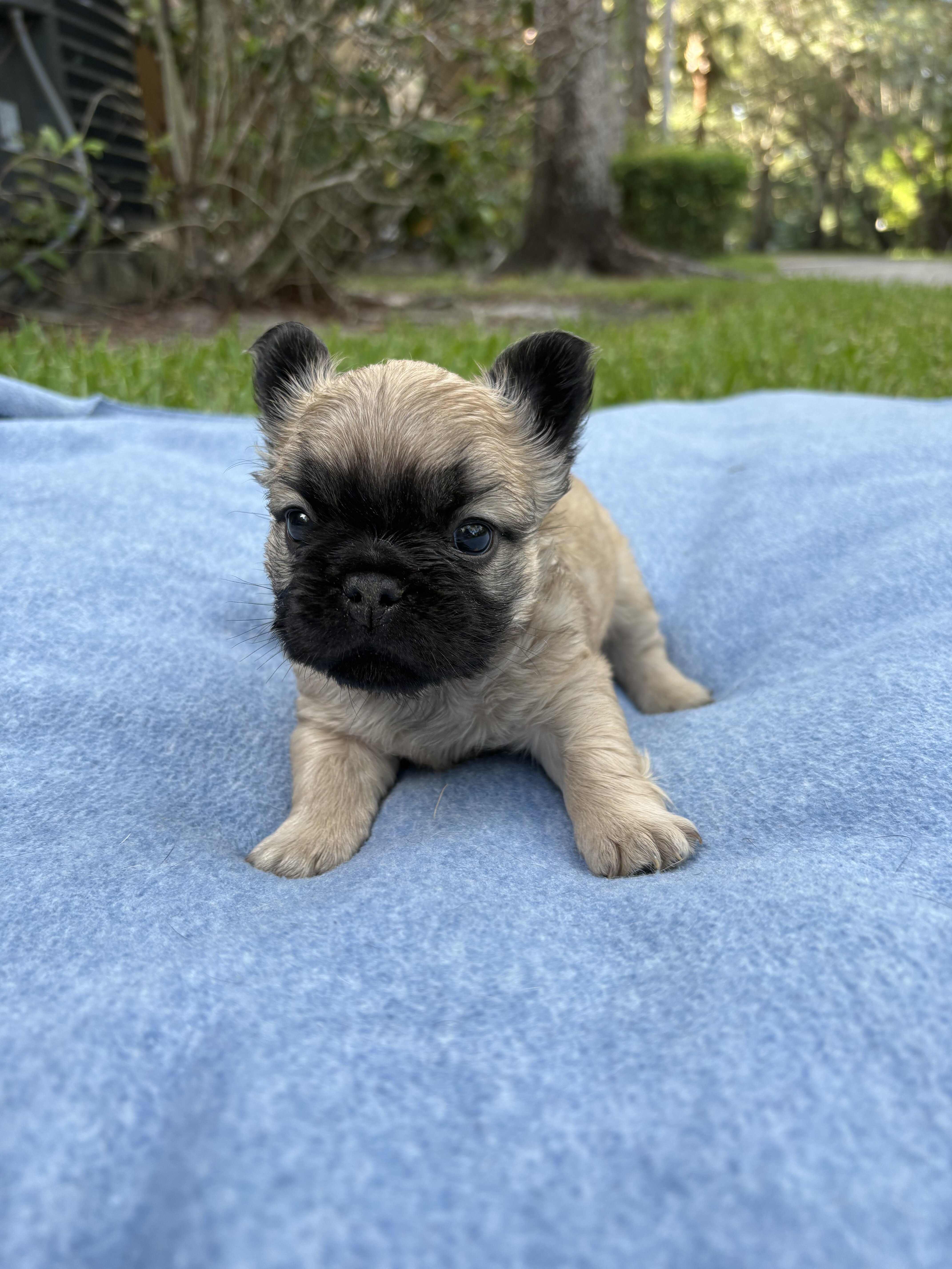 French bulldog puppy/Frenchie image 1