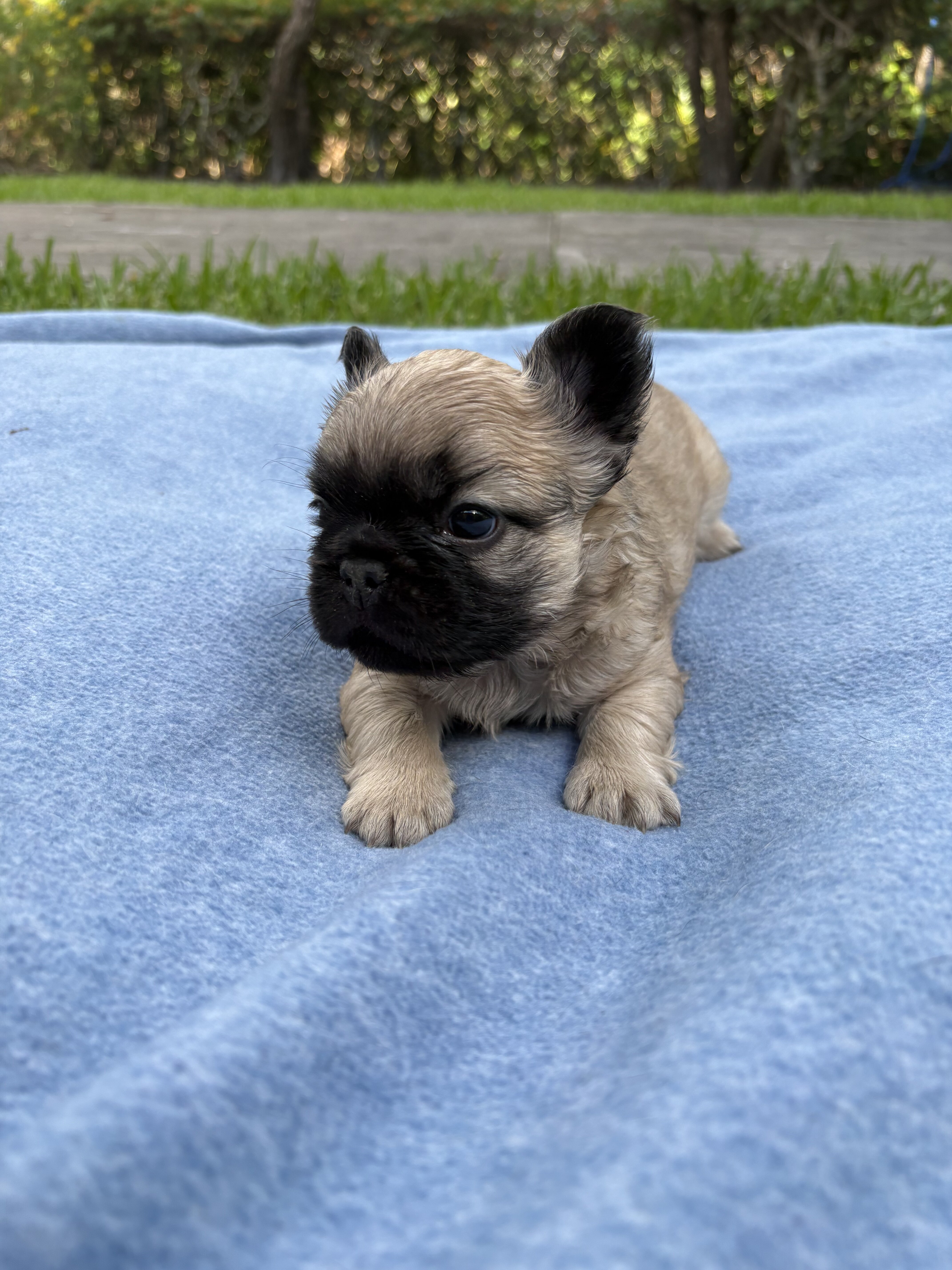 French bulldog puppy/Frenchie image 2