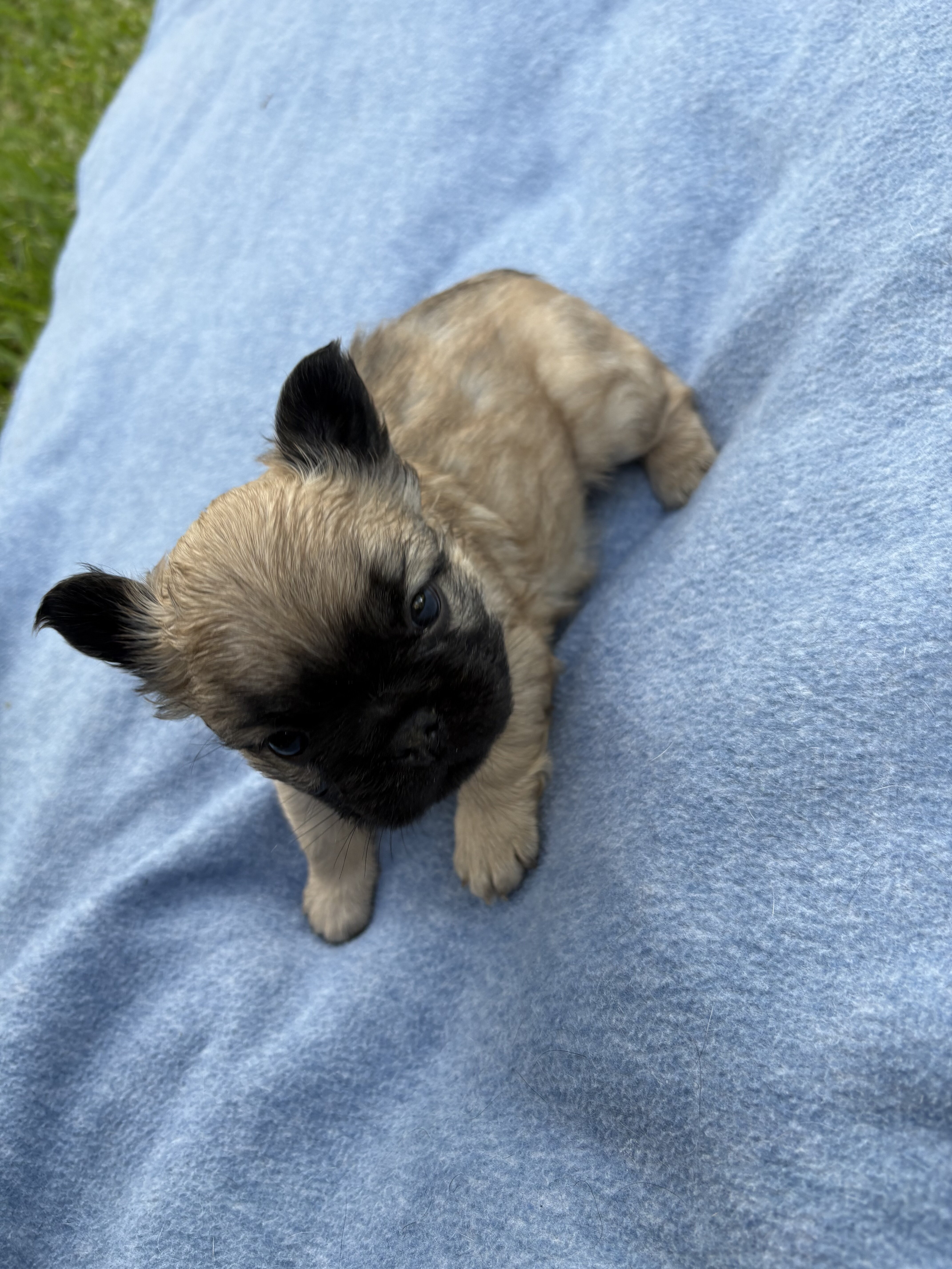 French bulldog puppy/Frenchie image 3