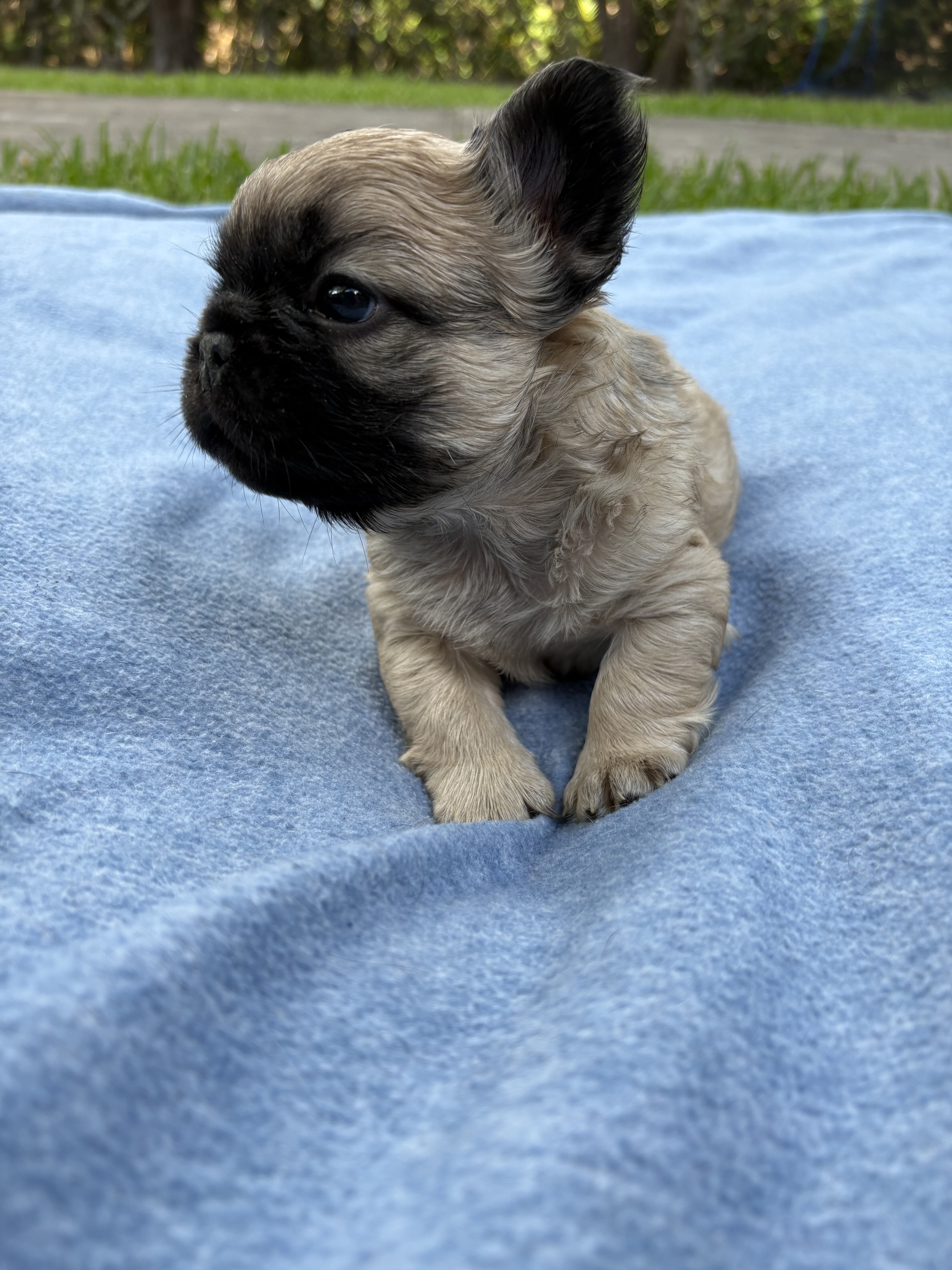 French bulldog puppy/Frenchie image 4