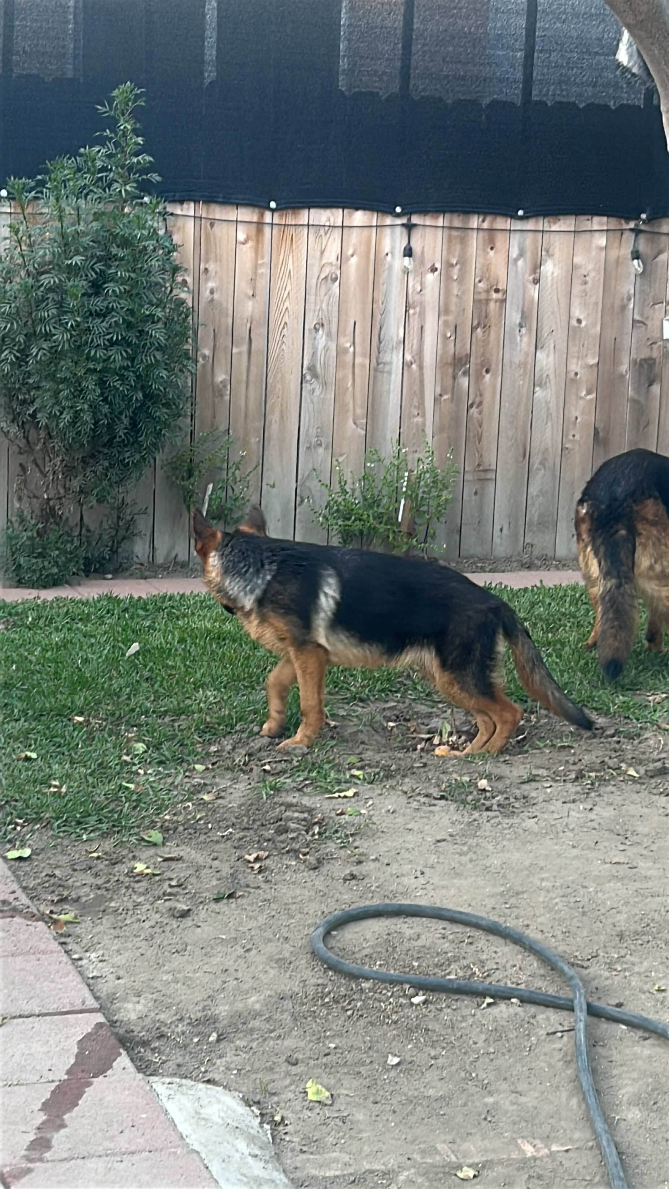 Dog female image 1
