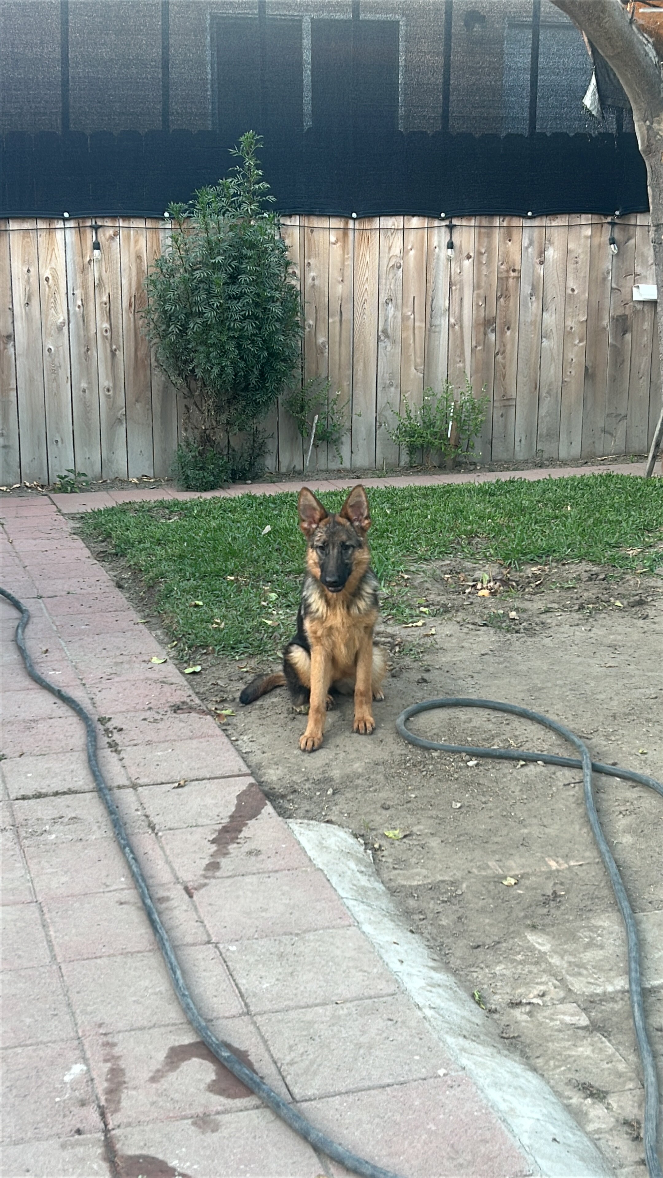 Dog female image 2