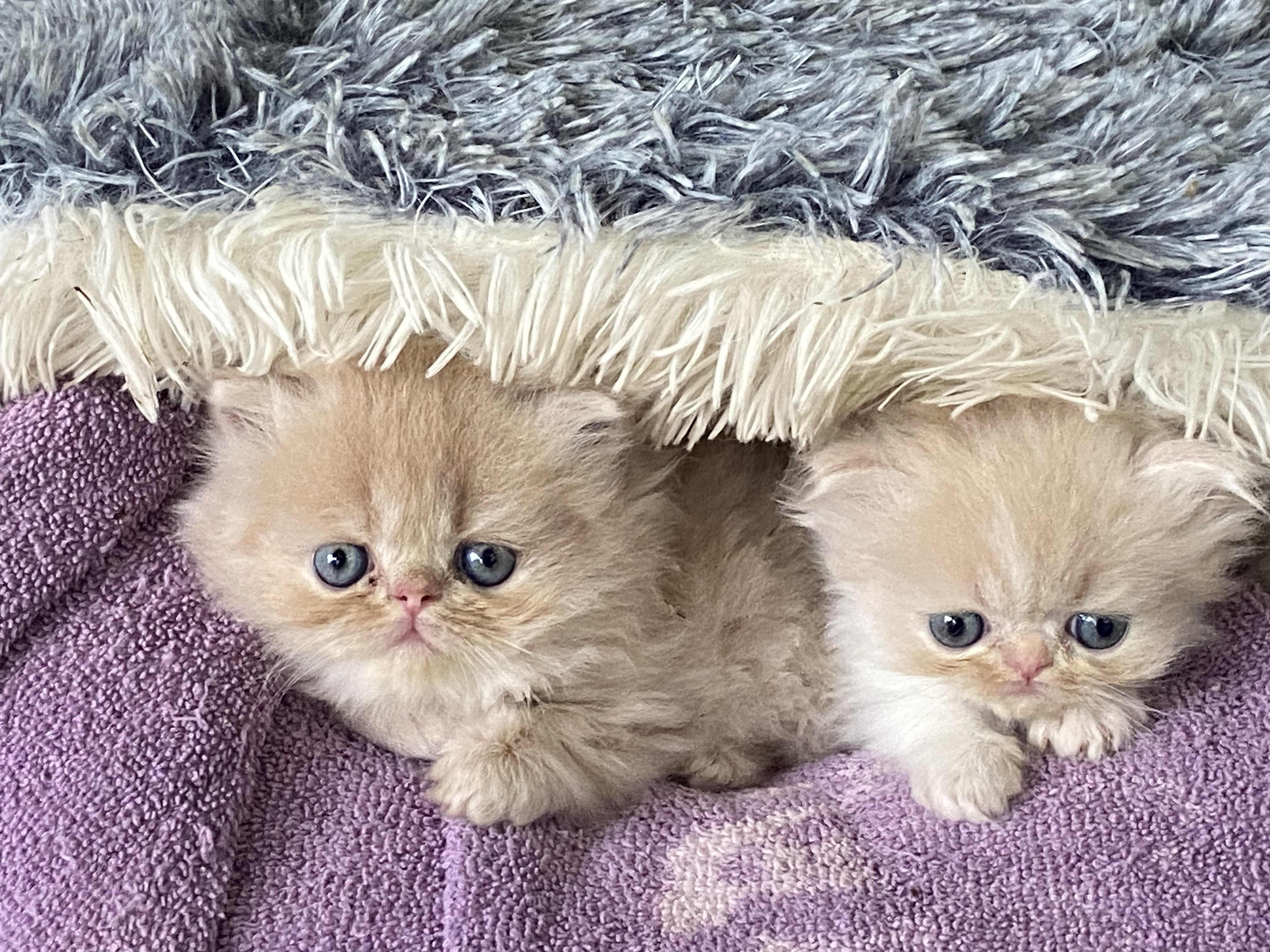 Persian kittens image 4