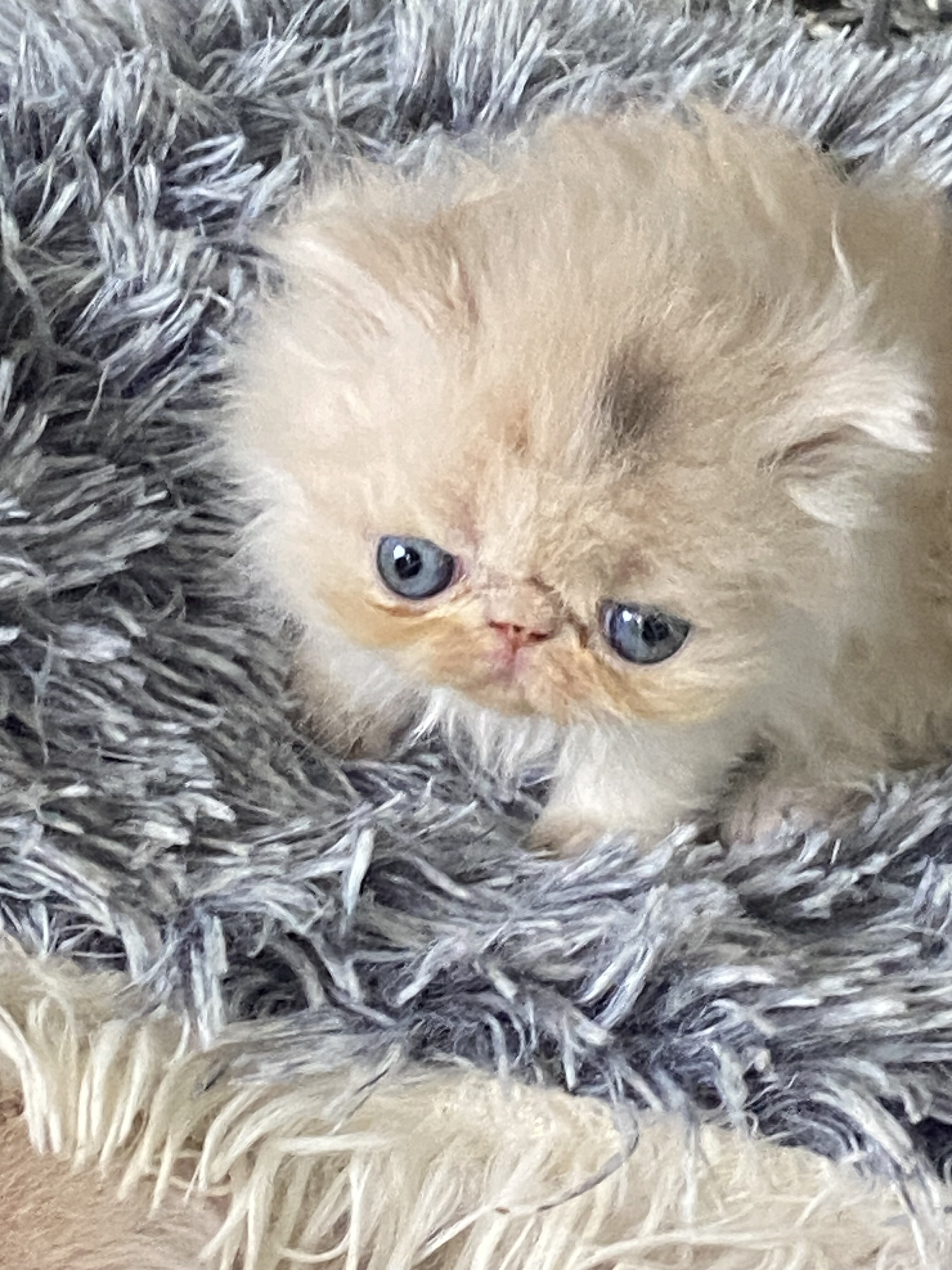 Persian kittens image 5