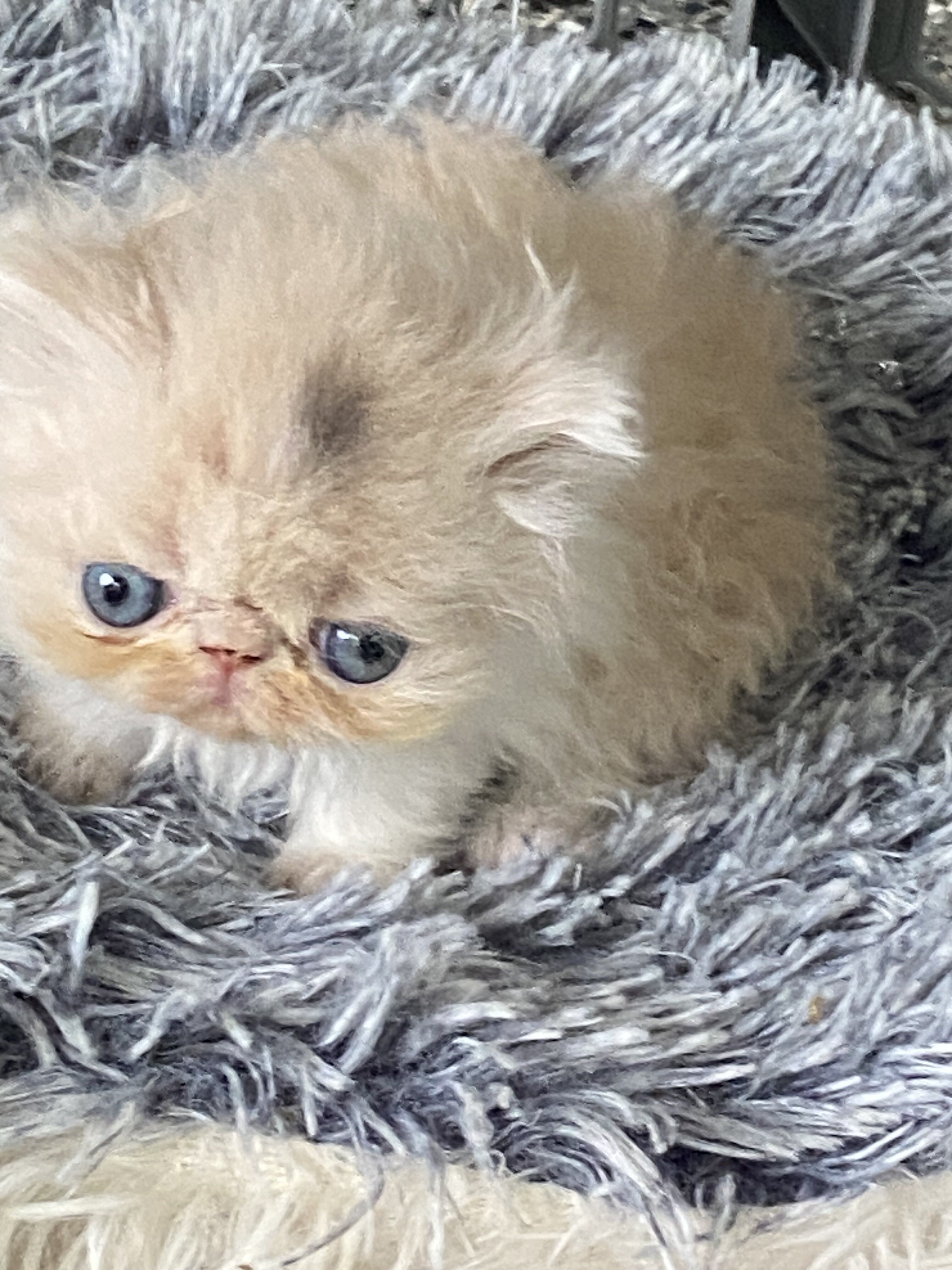 Persian kittens image 3