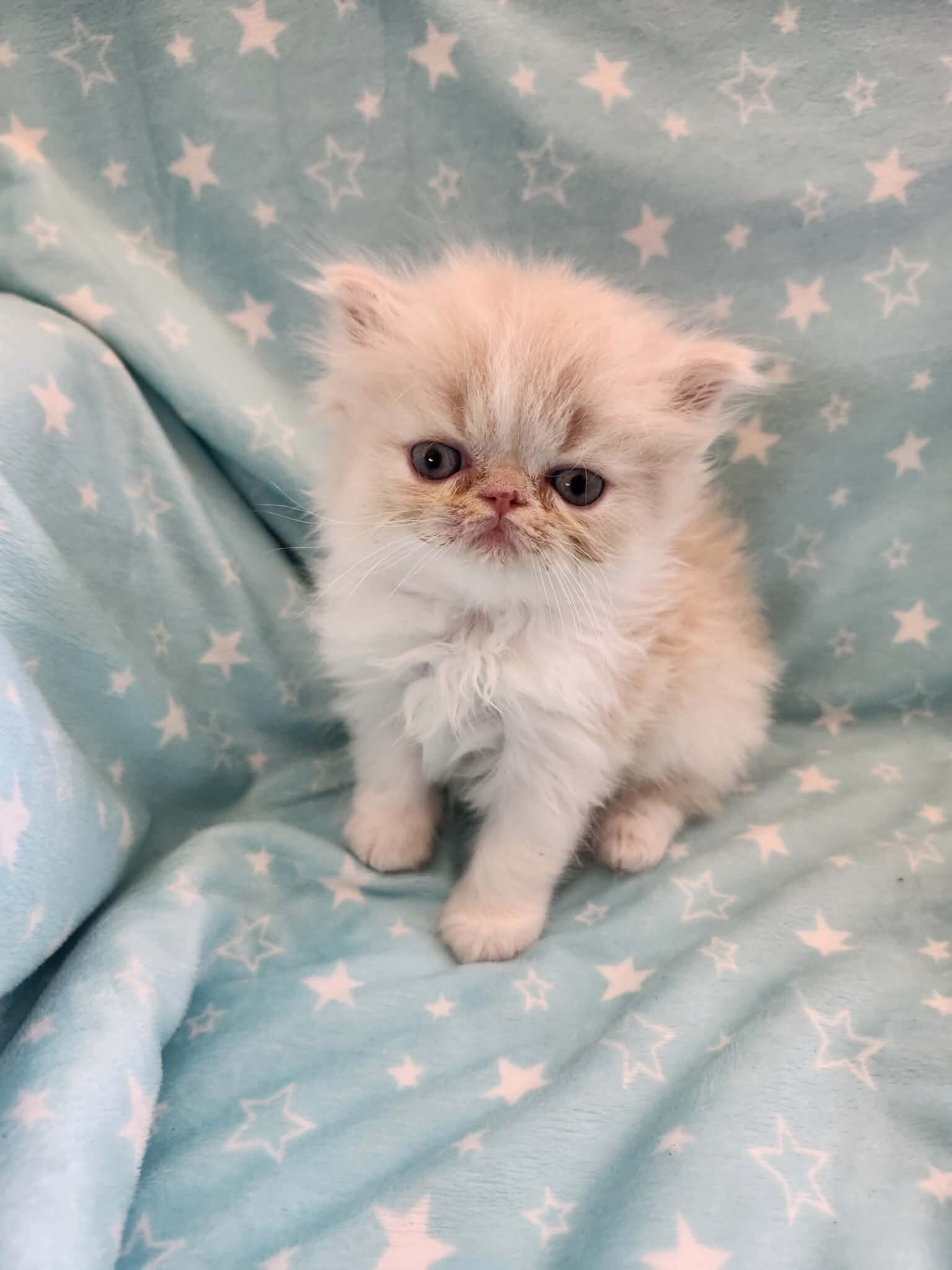 Persian kittens image 2