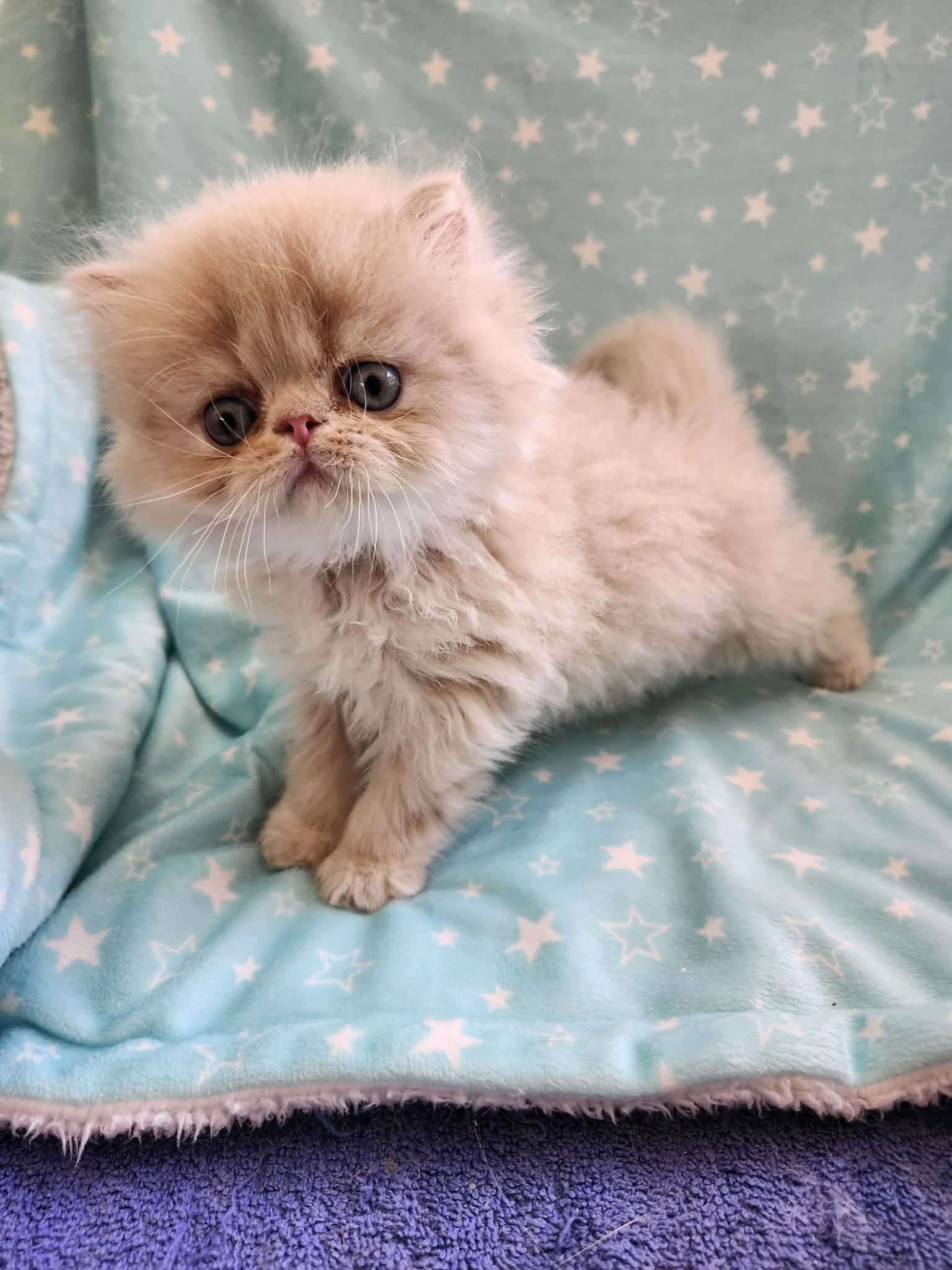Persian kittens image 1