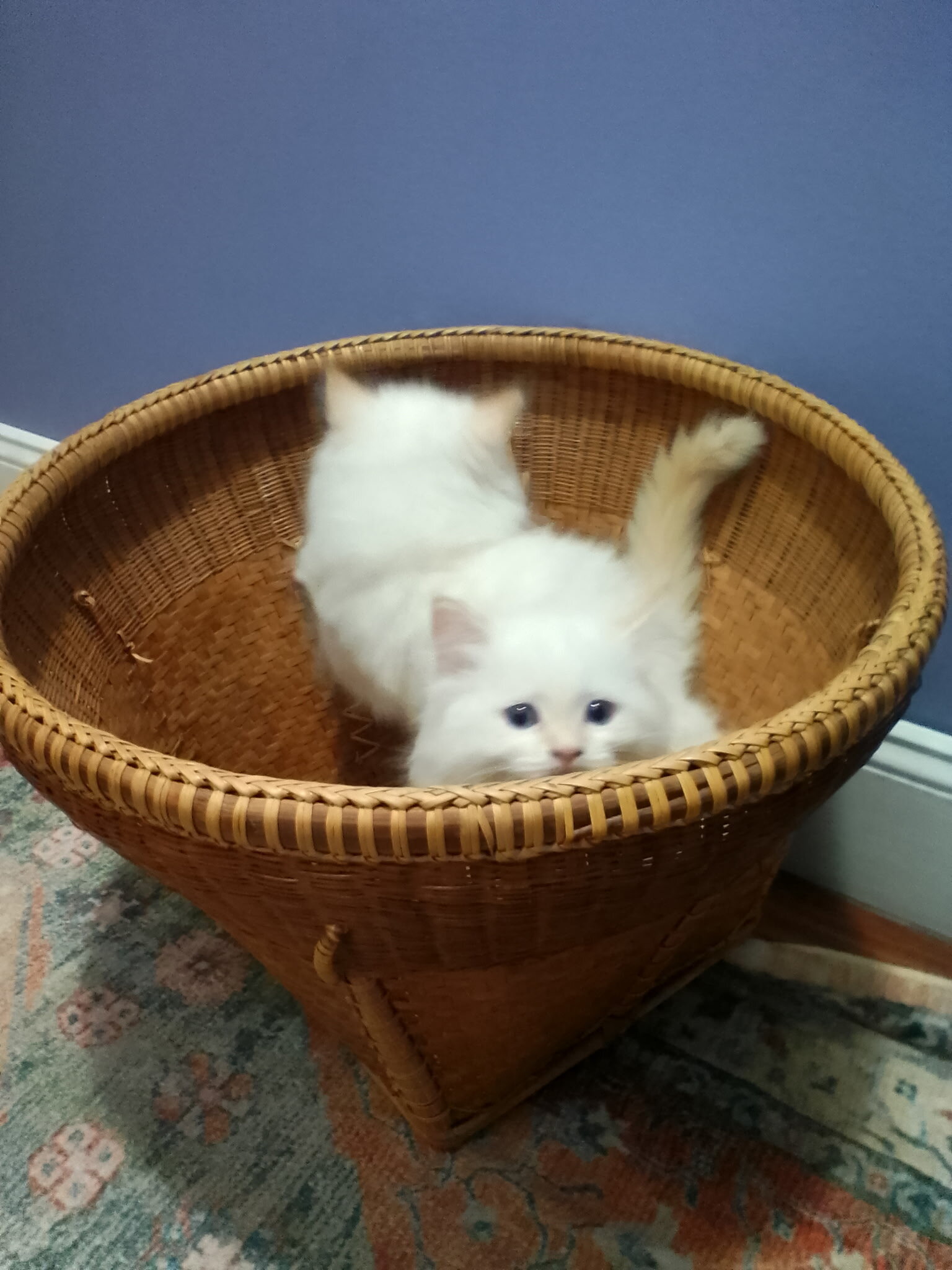 Persian kittens image 1