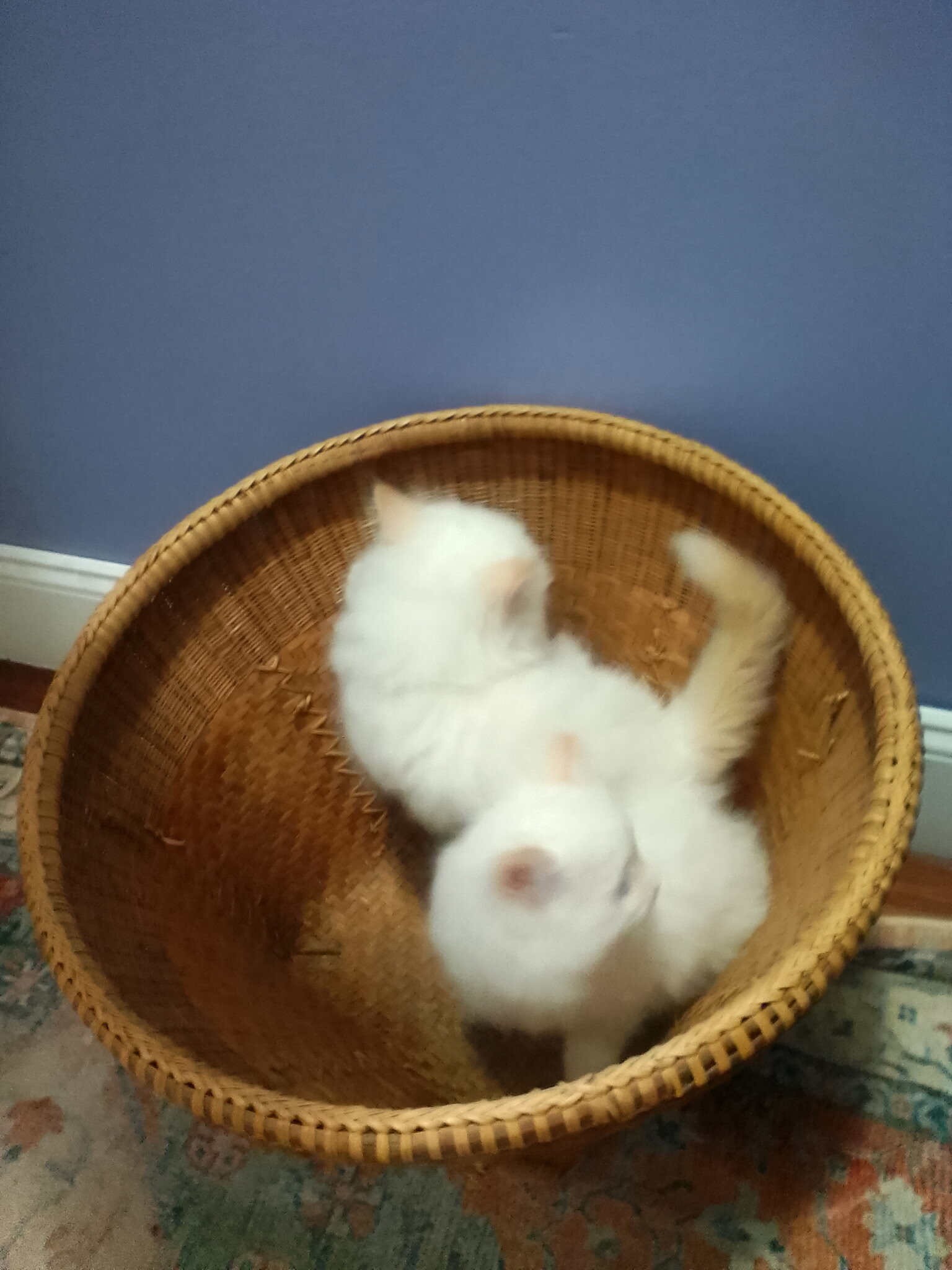 Persian kittens image 2