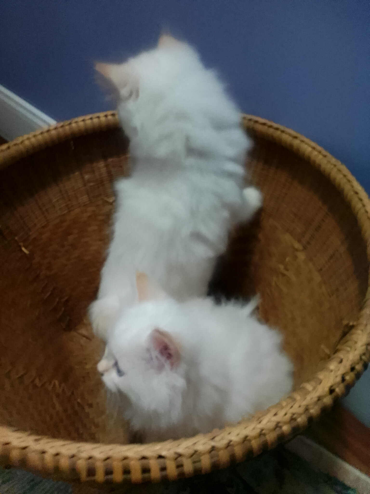 Persian kittens image 3