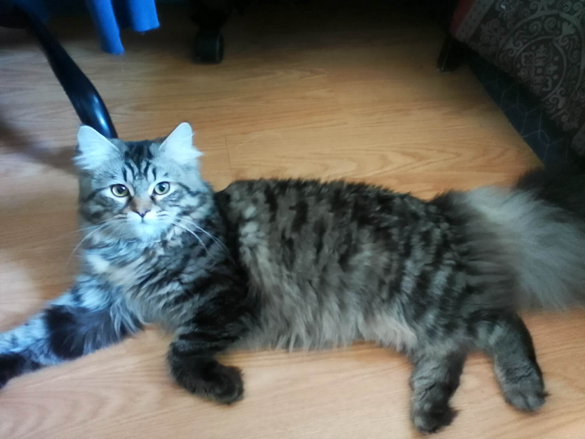 Persian kittens image 4