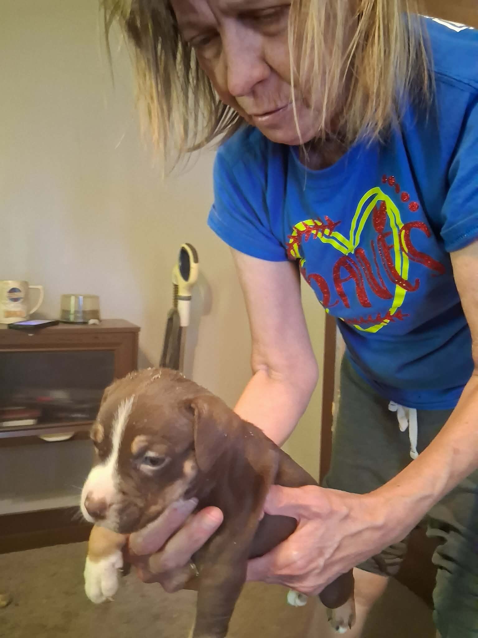 Pit Bull Puppies image 5