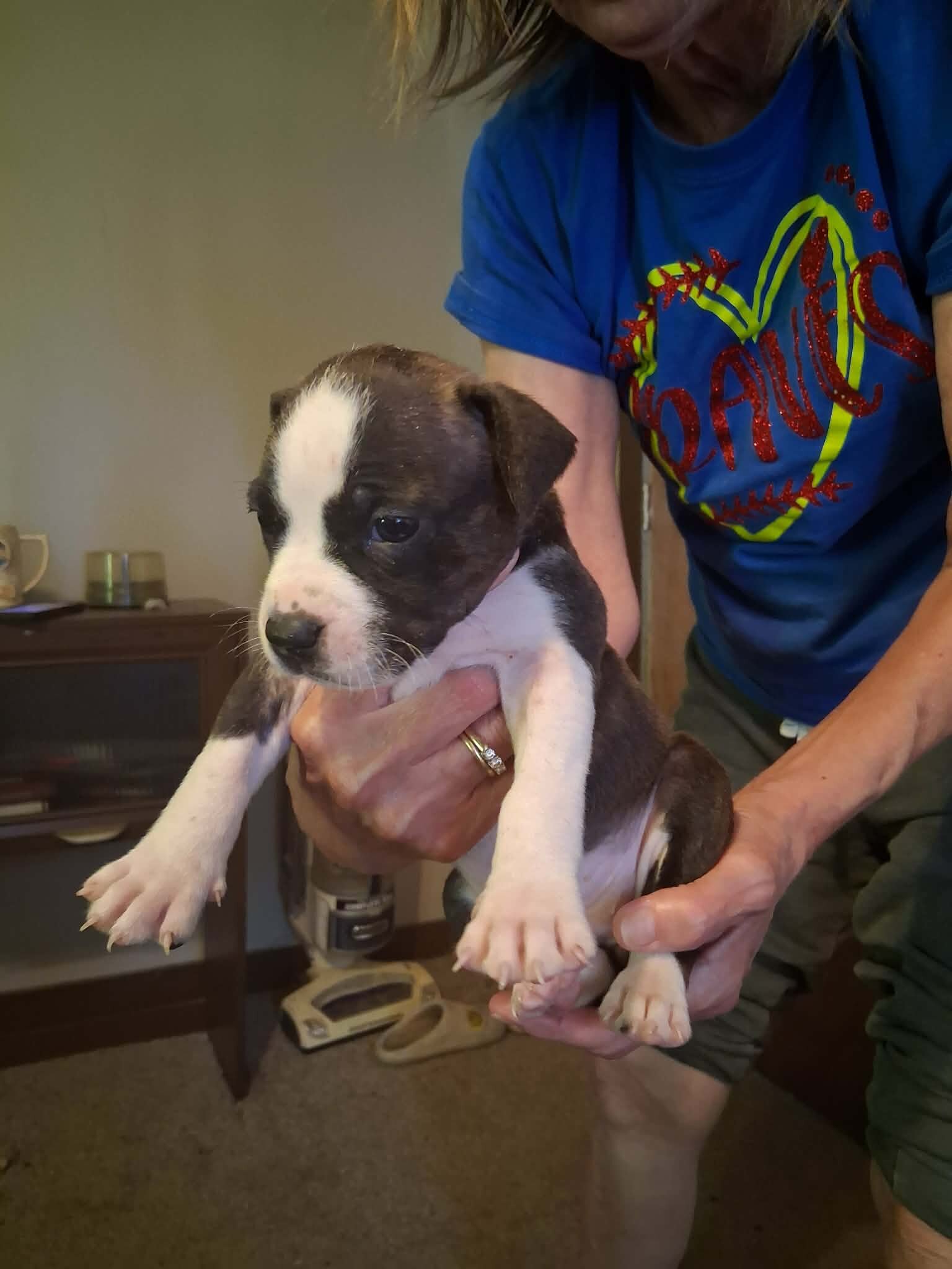 Pit Bull Puppies image 4