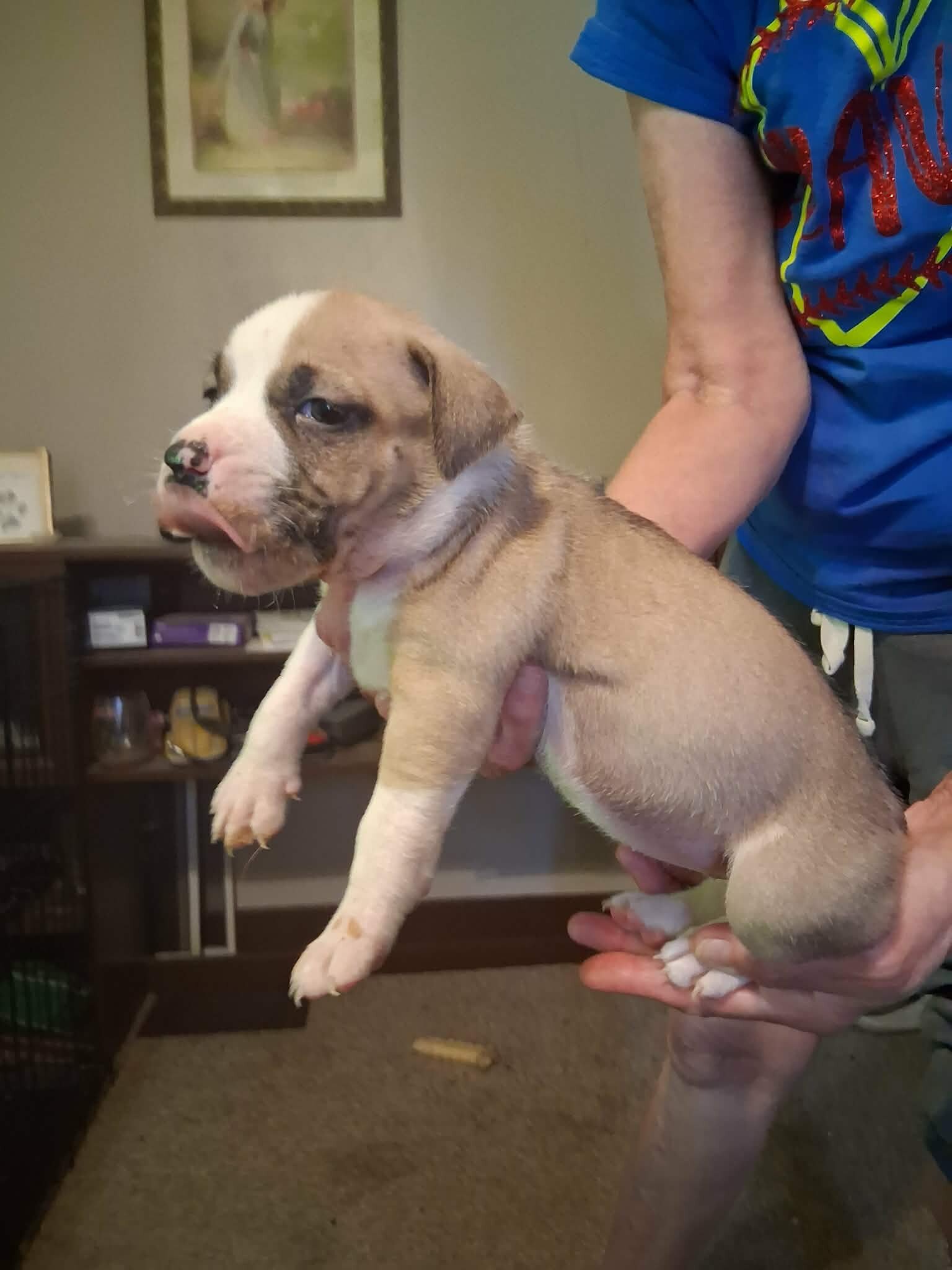 Pit Bull Puppies image 9