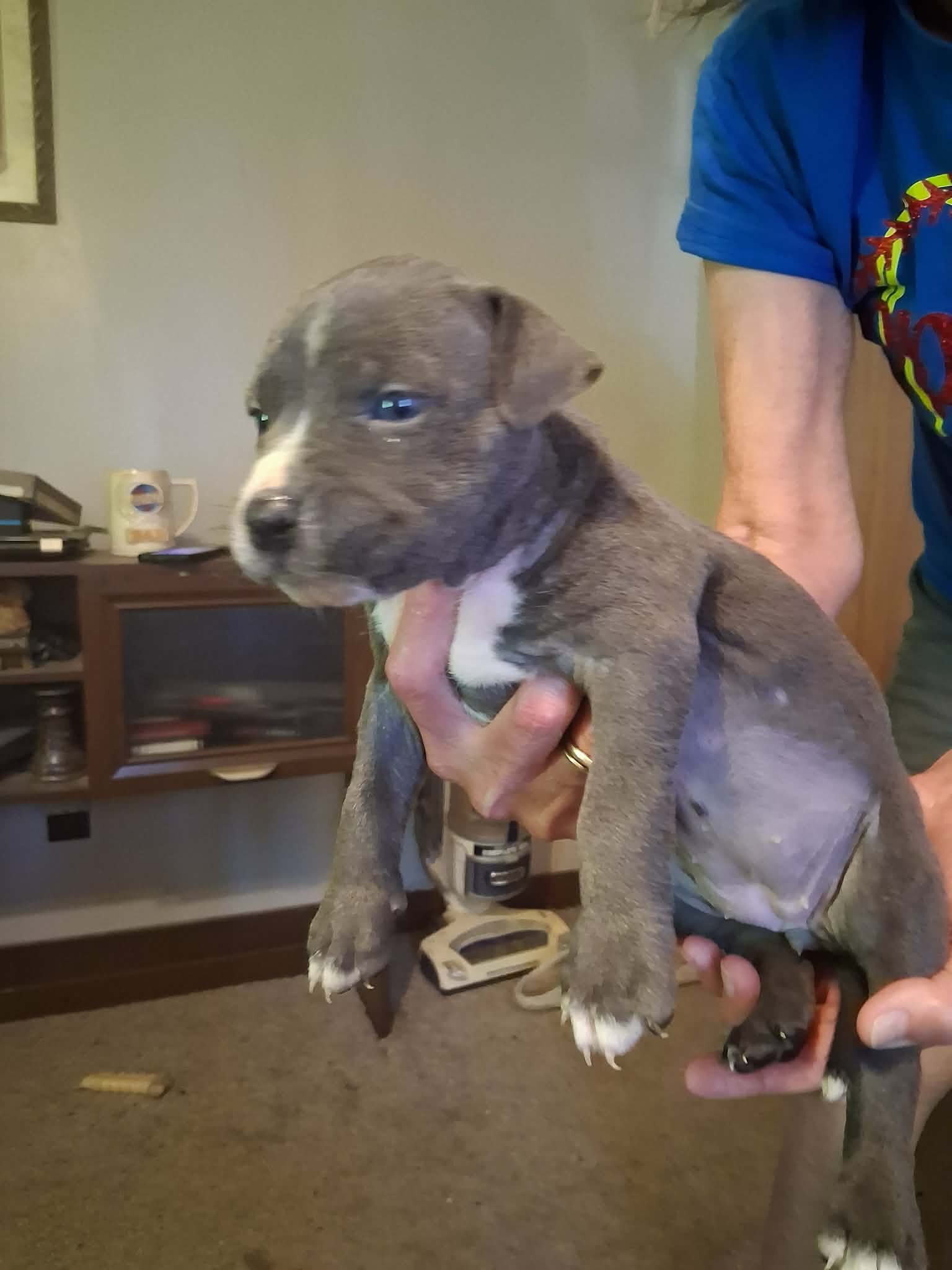 Pit Bull Puppies image 1