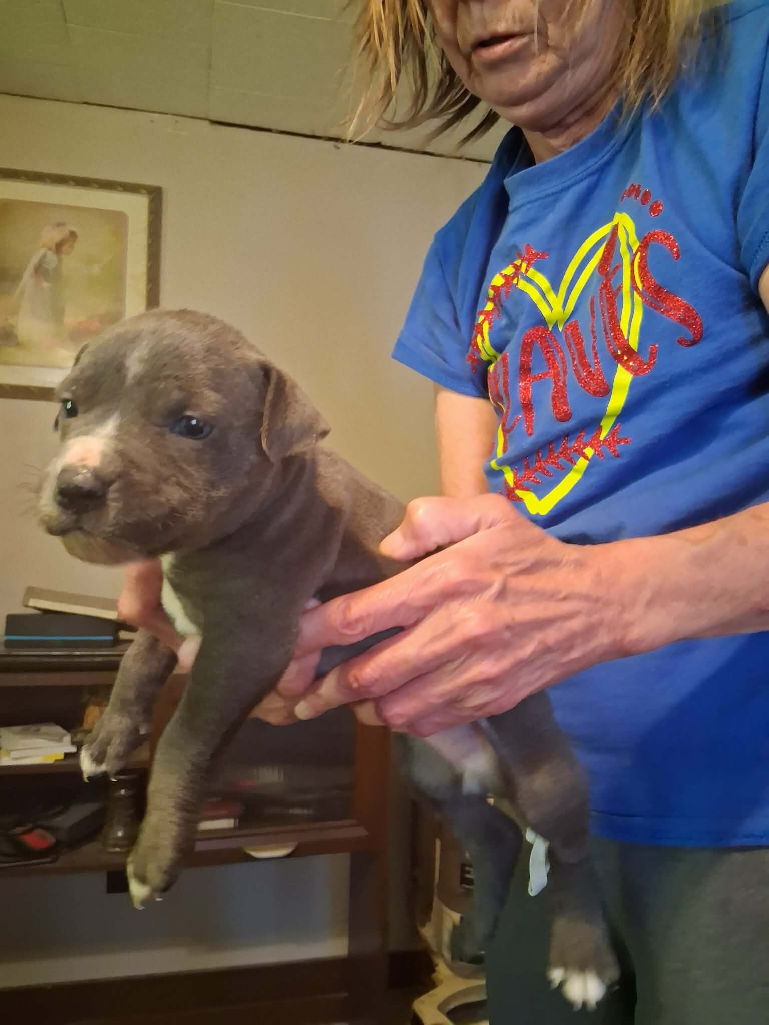 Pit Bull Puppies image 7