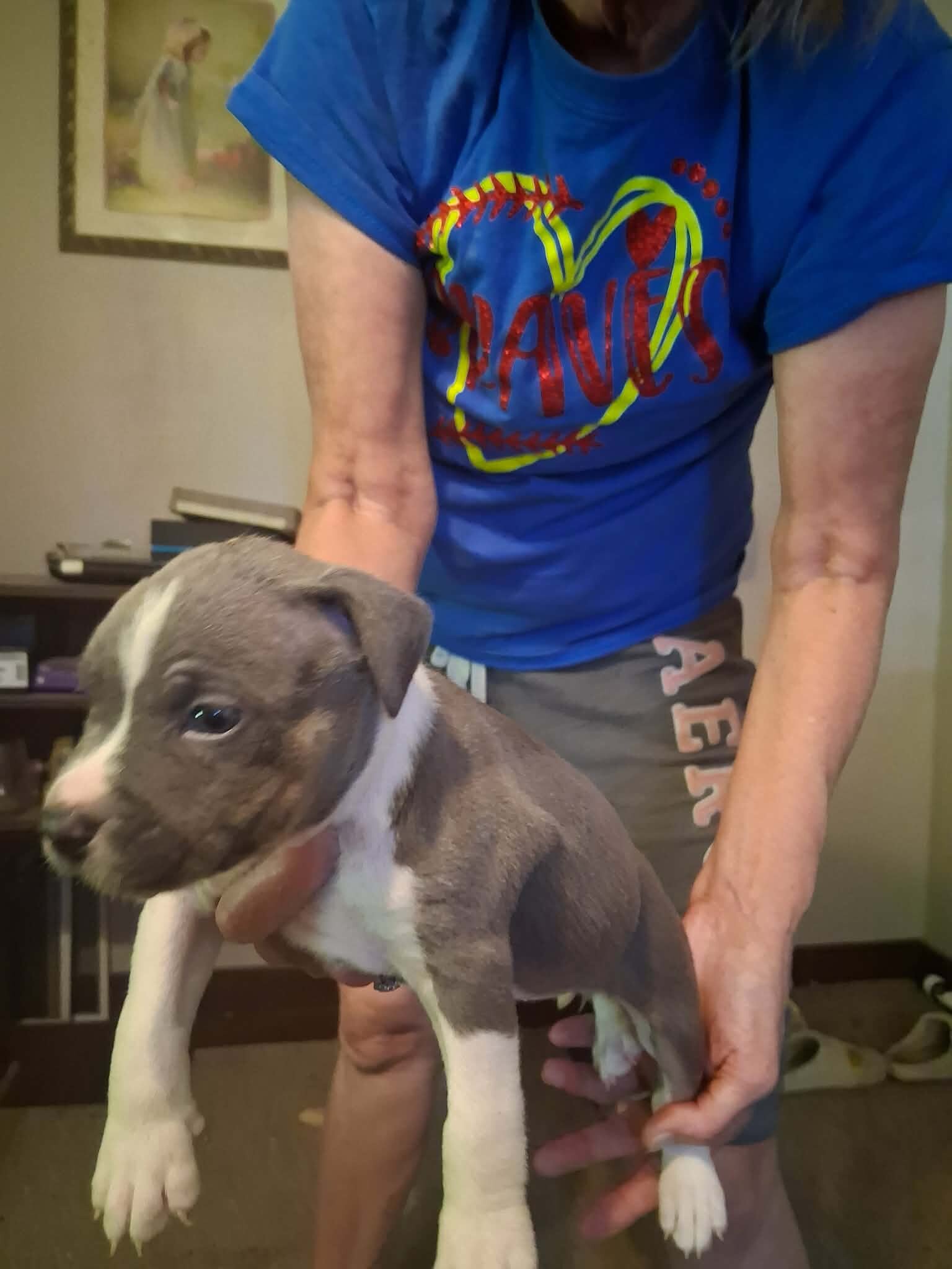 Pit Bull Puppies image 8
