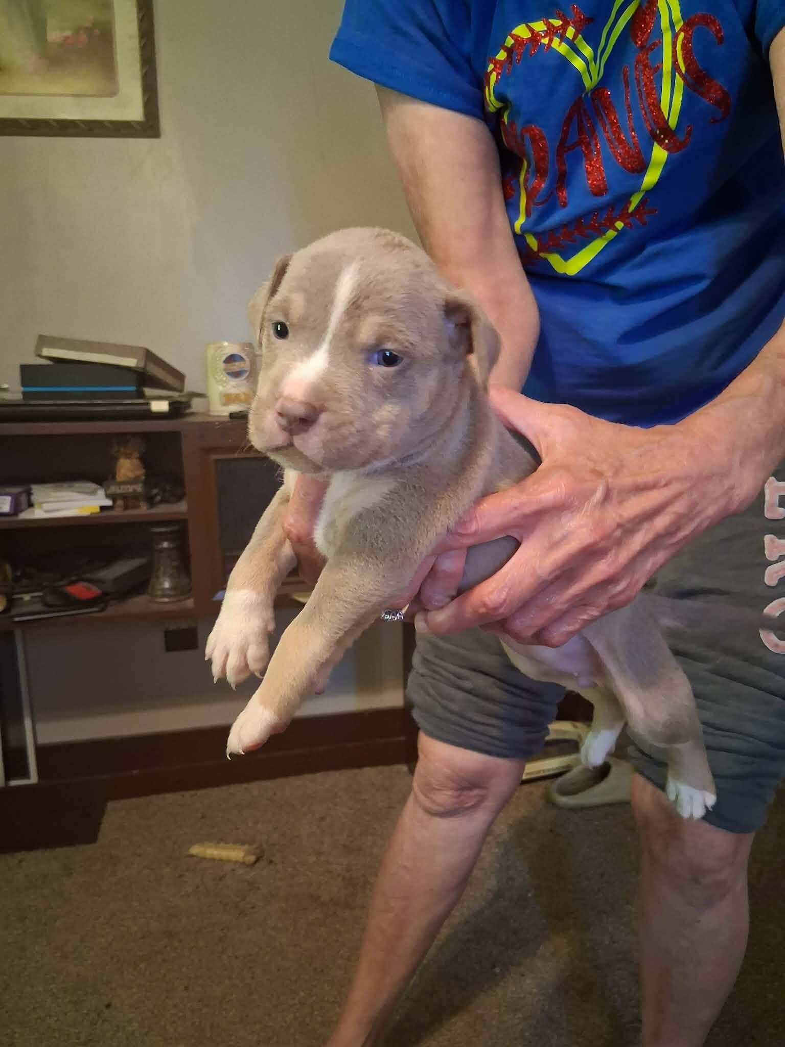 Pit Bull Puppies image 2