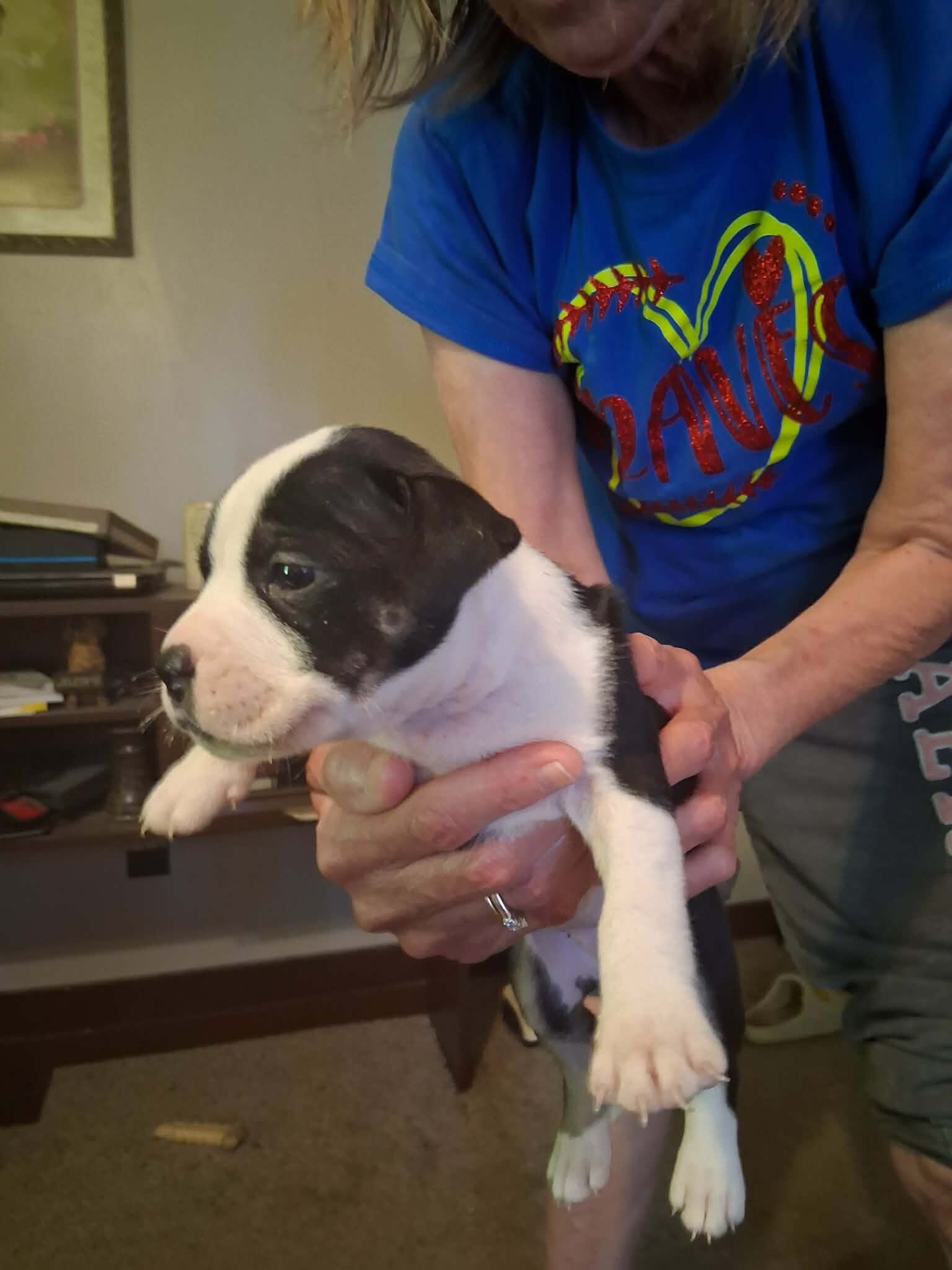 Pit Bull Puppies image 6