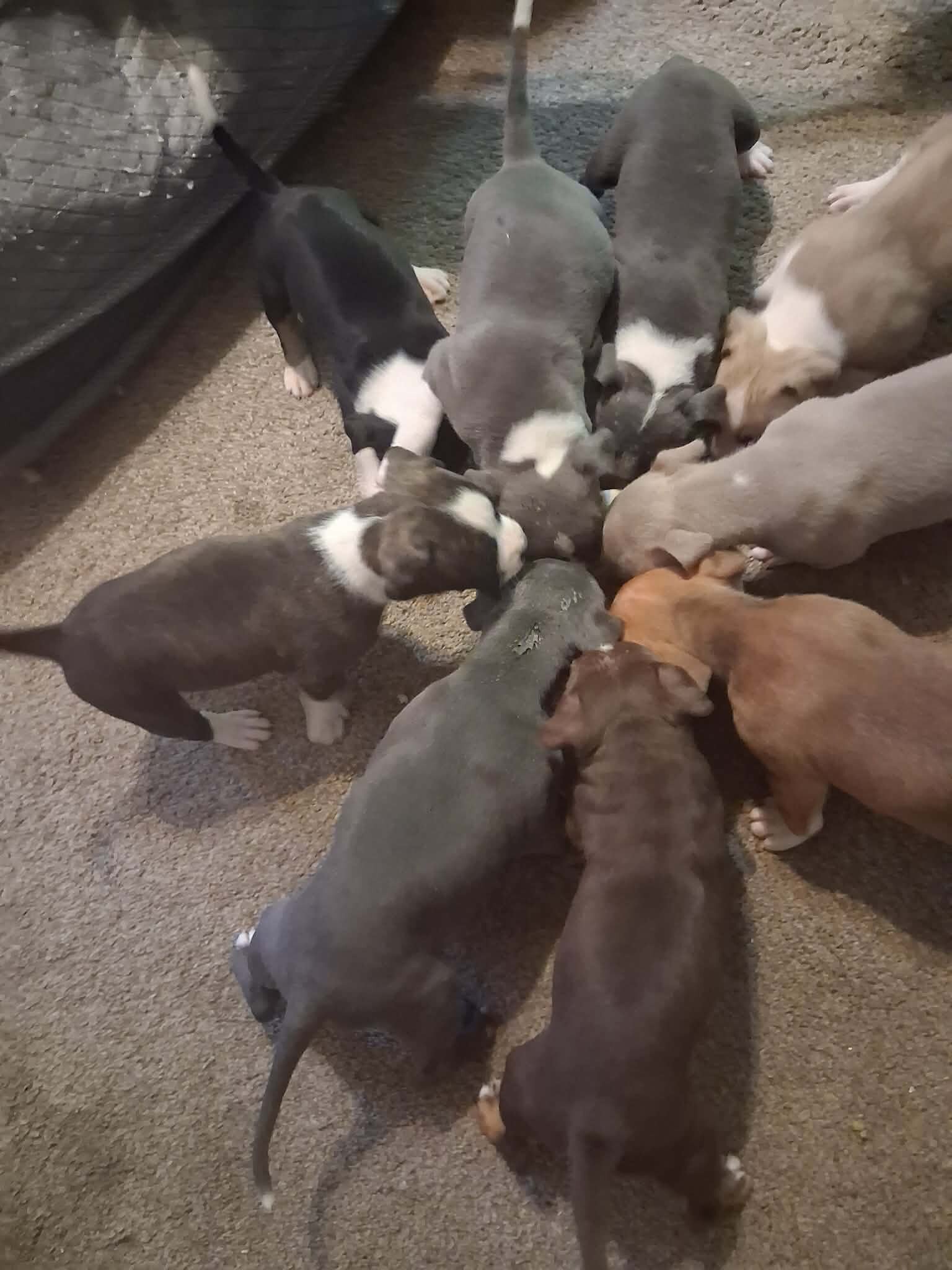 Pit Bull Puppies image 10