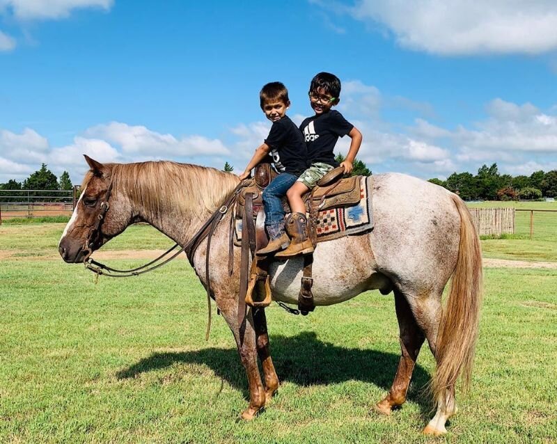 Red roan Quarter Horse gelding 14.3 hands image 2