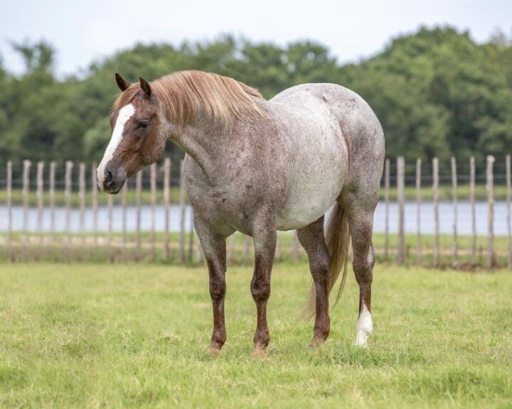 Red roan Quarter Horse gelding 14.3 hands image 1
