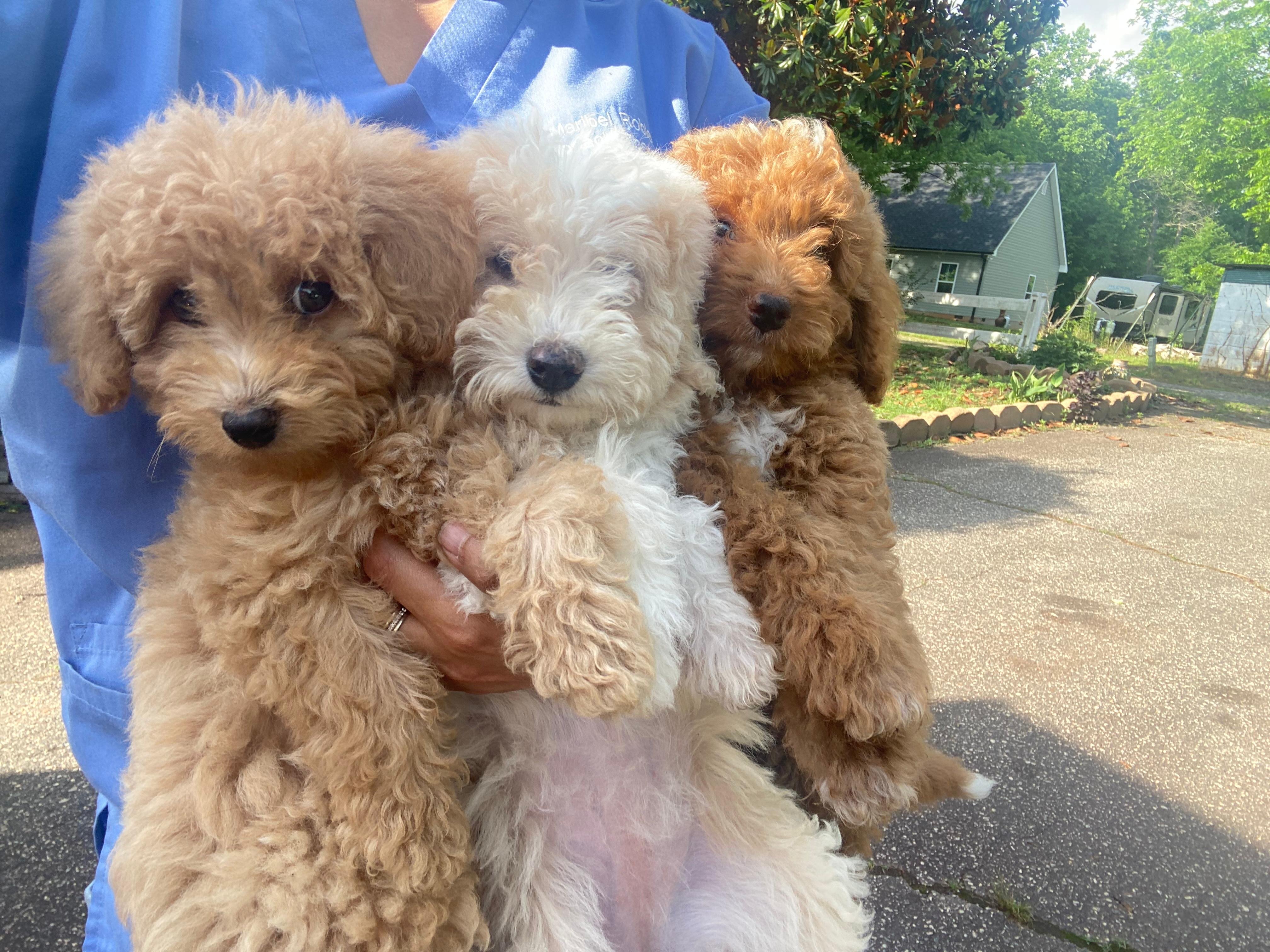 Sweet mini poodles for sale image 1