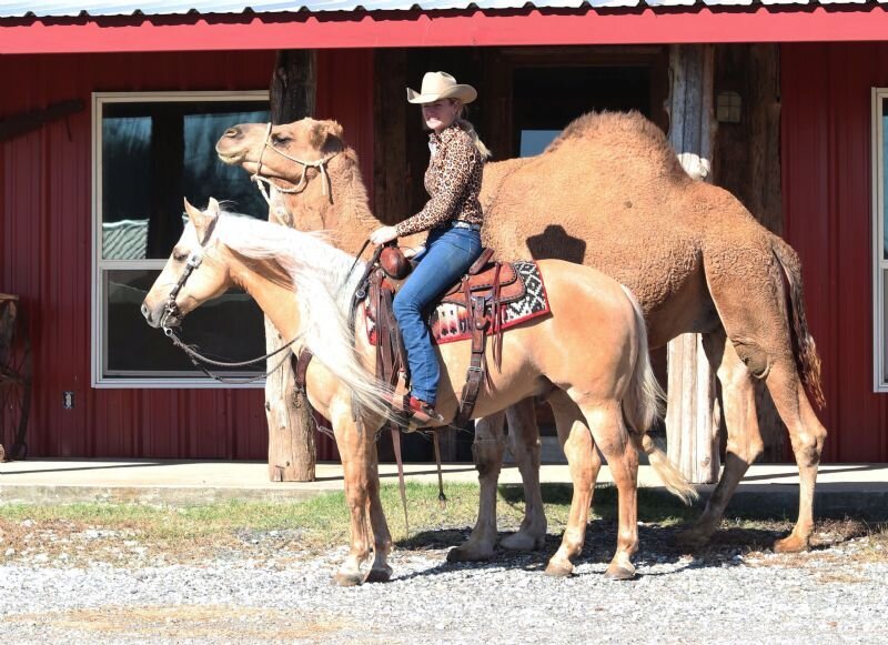 Palomino Quarter Horse gelding 14.3 hands image 2