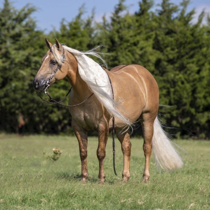 Palomino Quarter Horse gelding 14.3 hands image 1