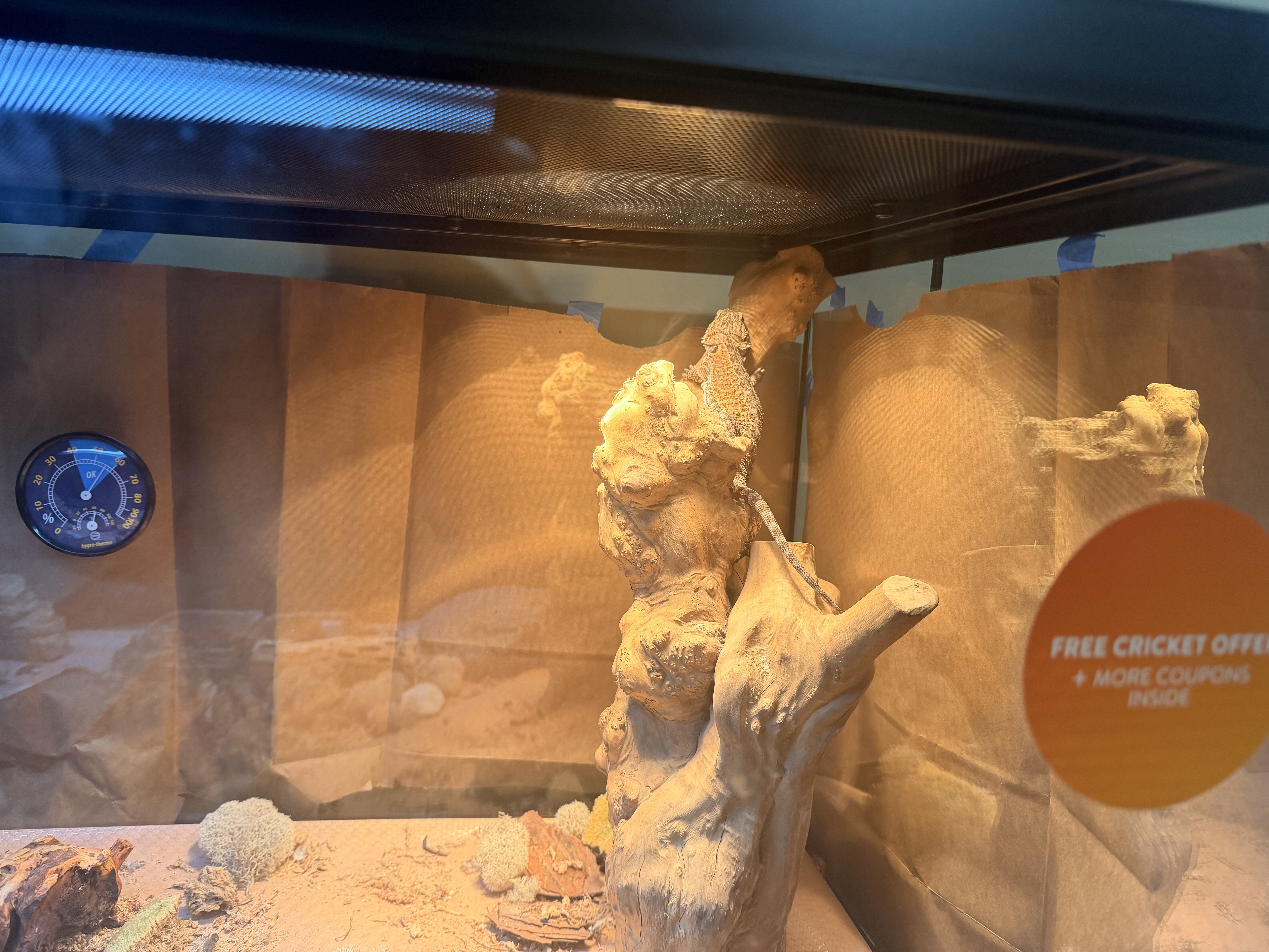Bearded dragon image 1