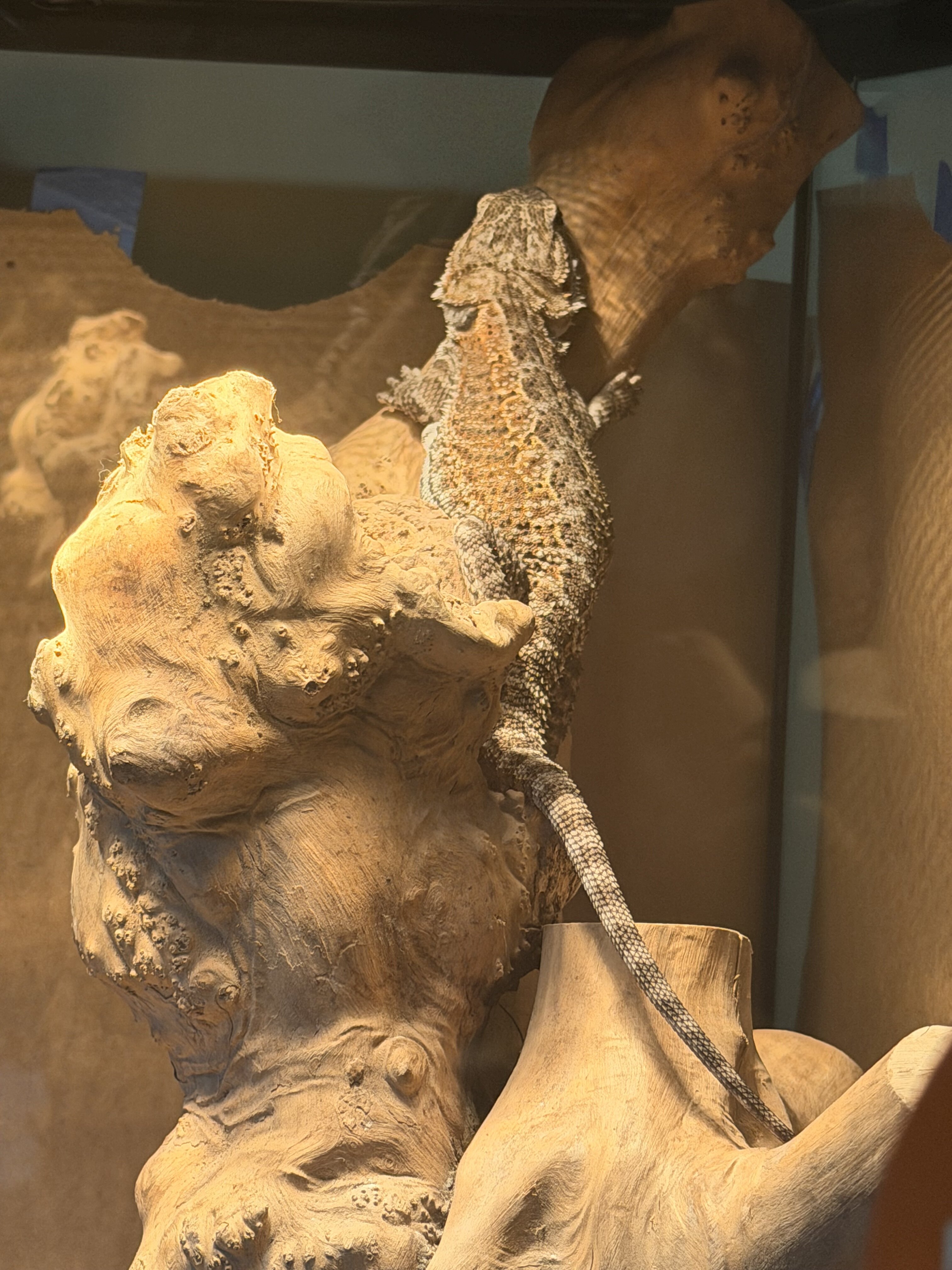 Bearded dragon image 2