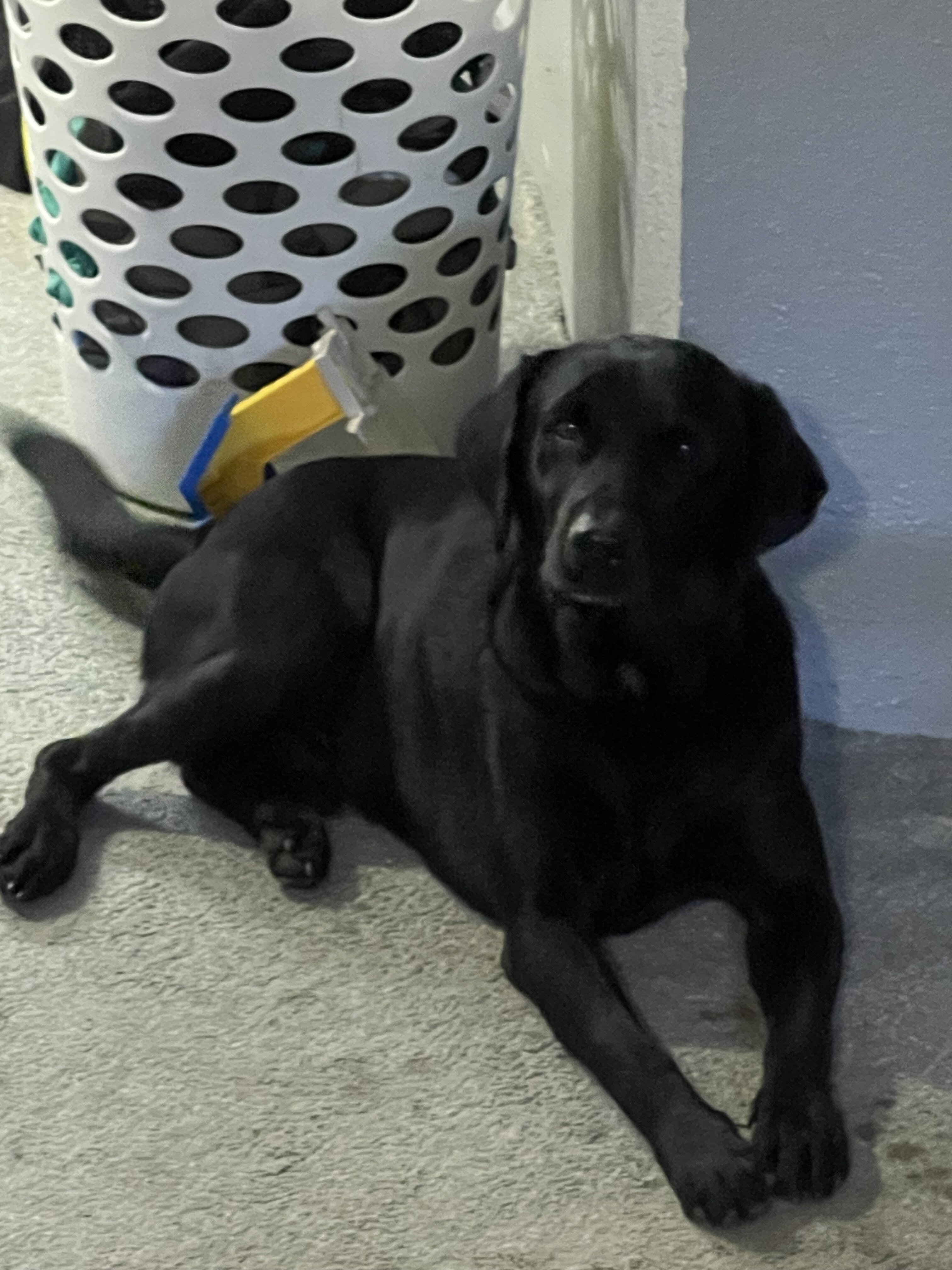 Black Lab image 2