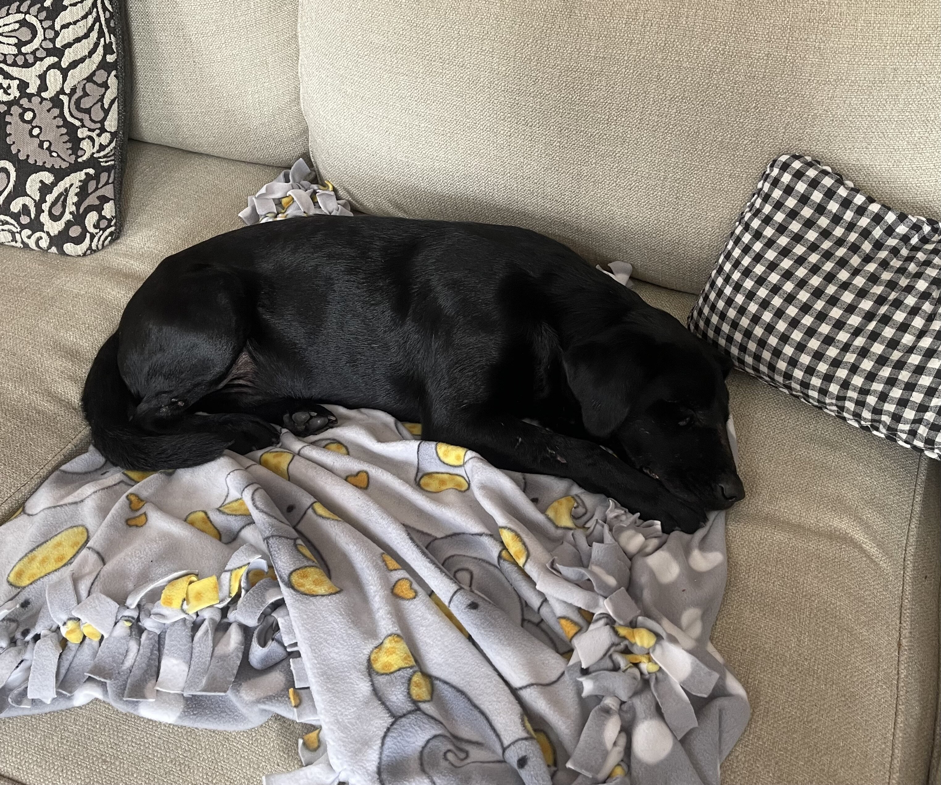 Black Lab image 1