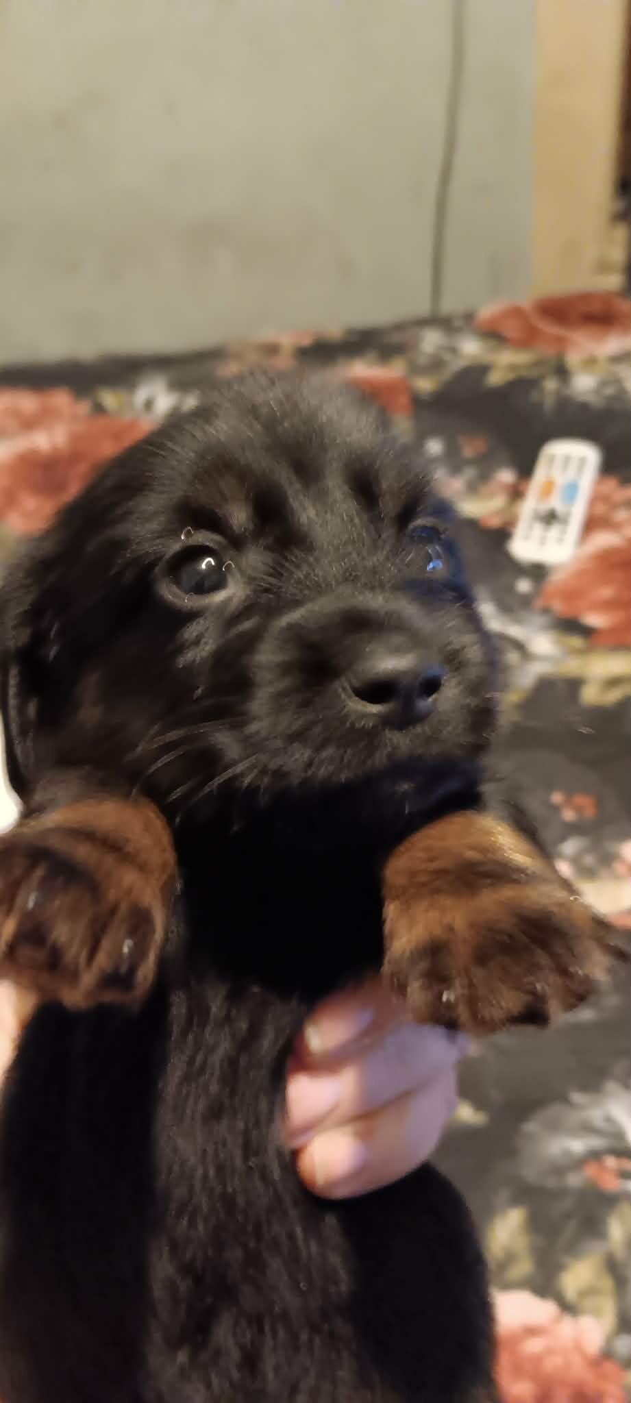wire haired miniature dachshund image 1