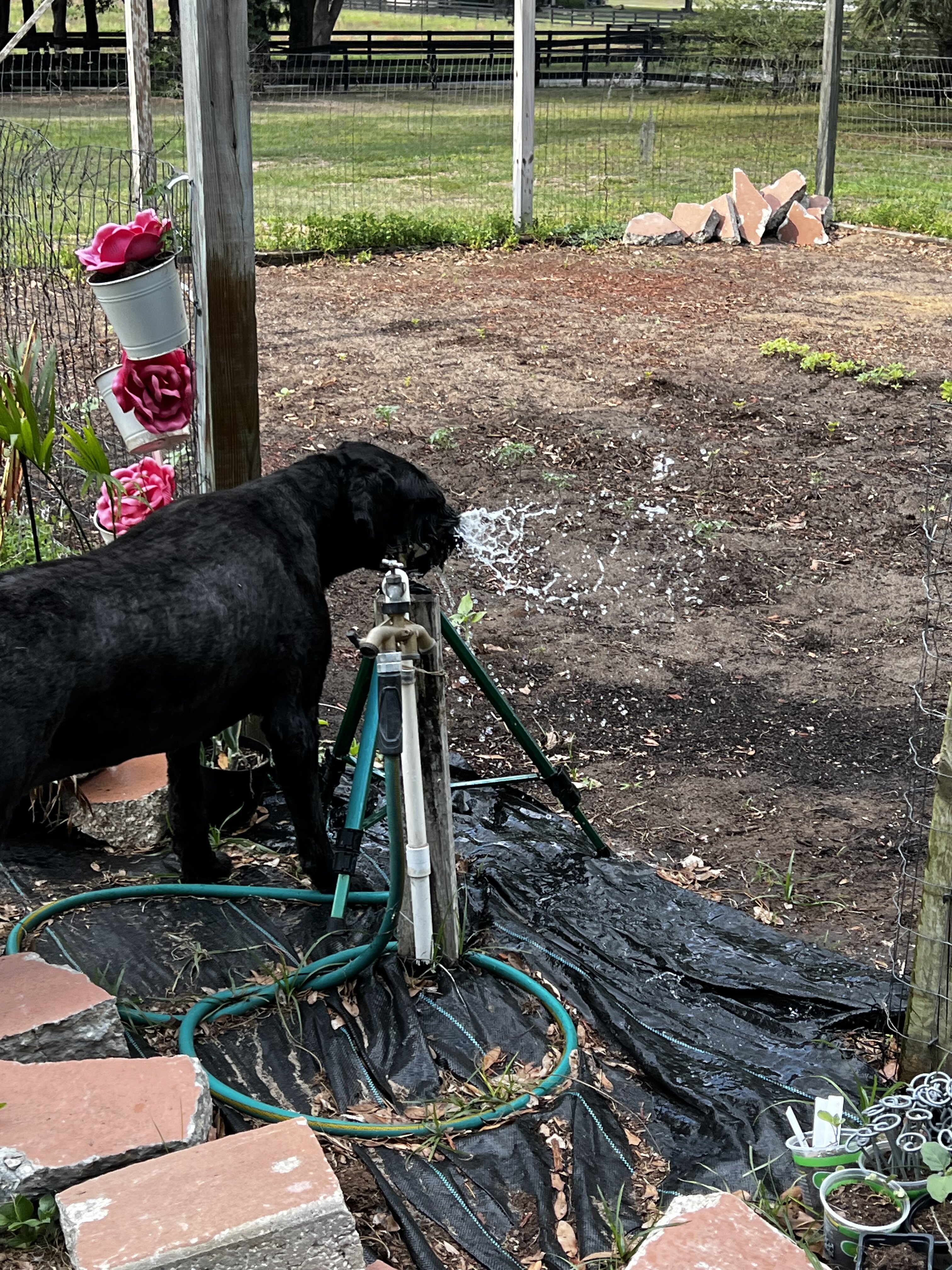 Female Giant Schnauzer image 2