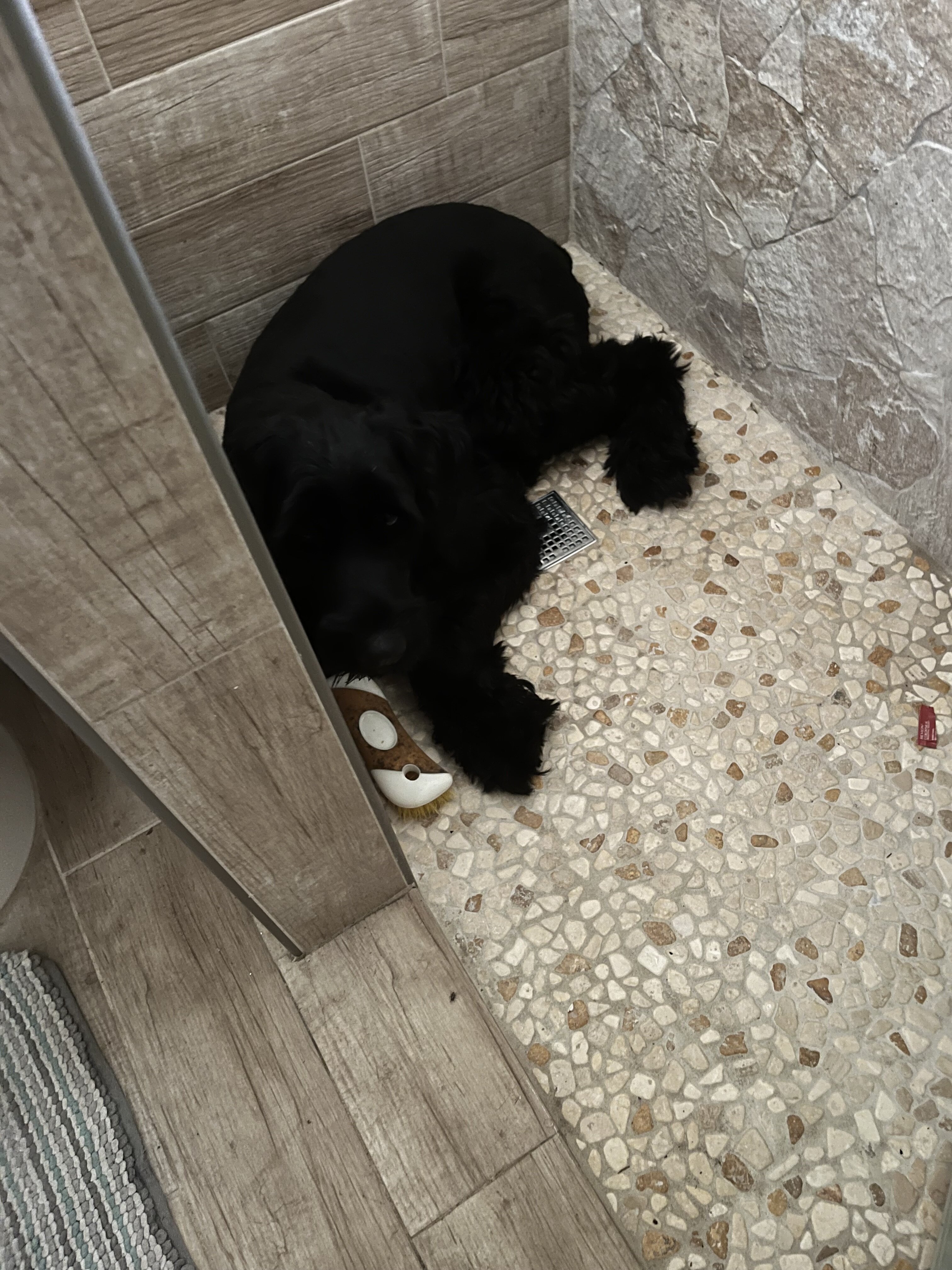Female Giant Schnauzer image 4