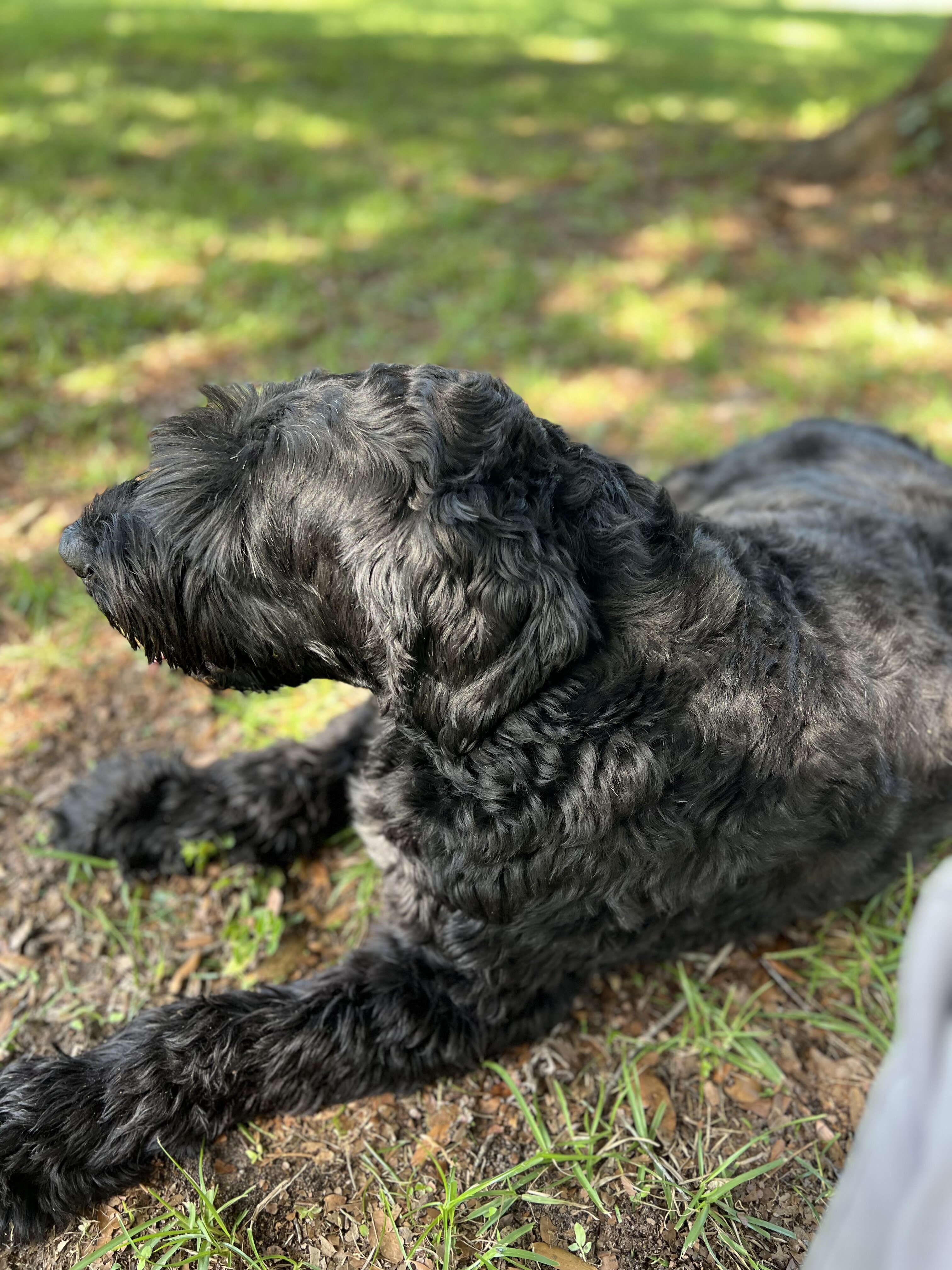 Female Giant Schnauzer image 6