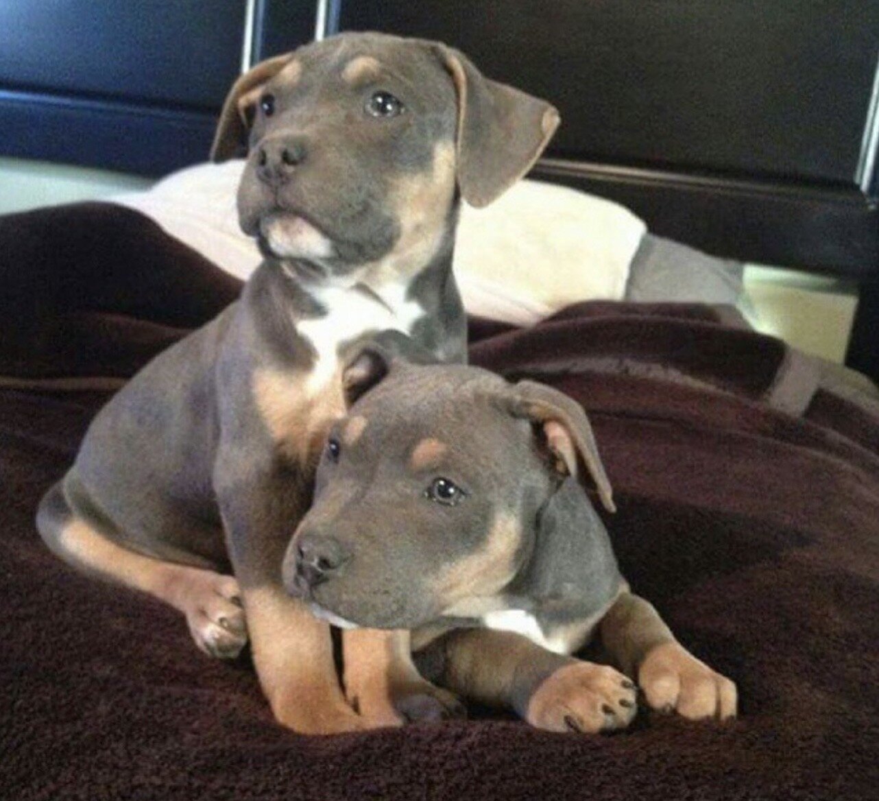 American Pit Bull Terrier Puppies Tamed For Sale image 1