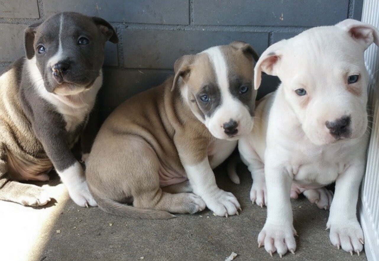 American Pit Bull Terrier Puppies Tamed For Sale image 2