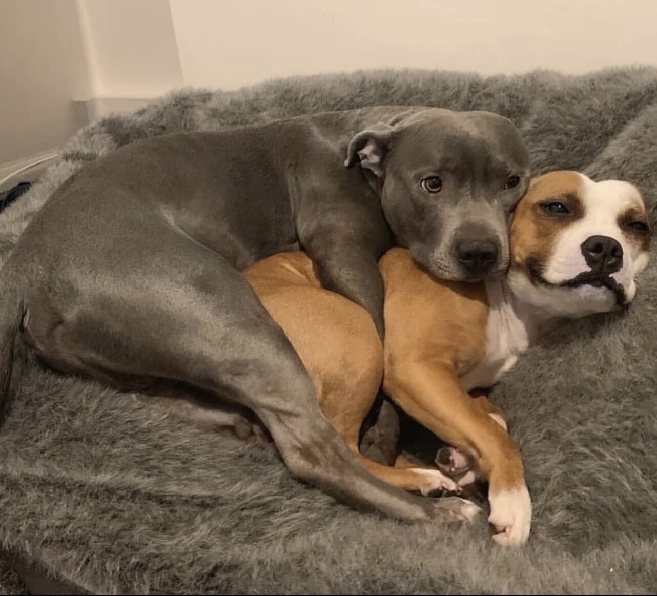 American Pit Bull Terrier Puppies Tamed For Sale image 3