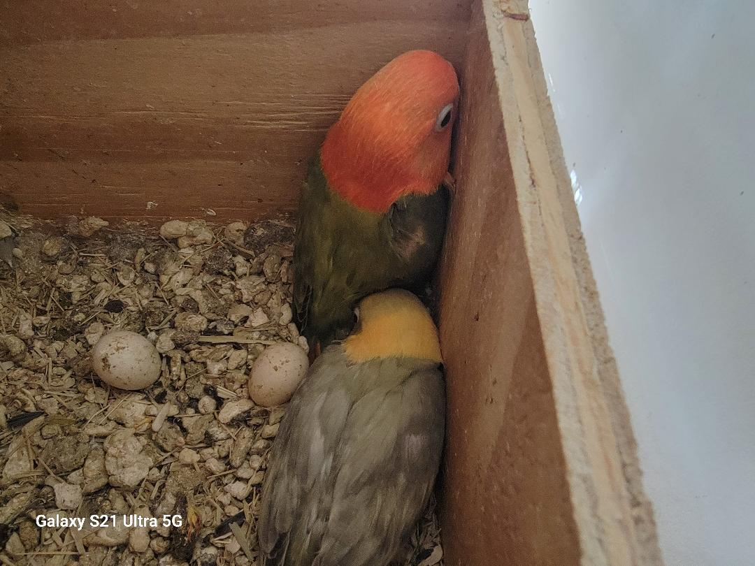 Opalines Fisher and masked lovebird image 1
