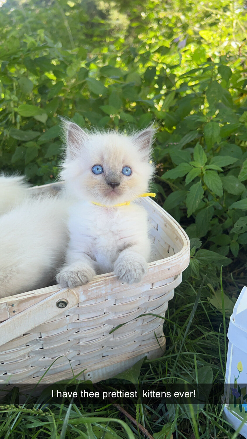 ragdoll kitten Yellow boy image 1