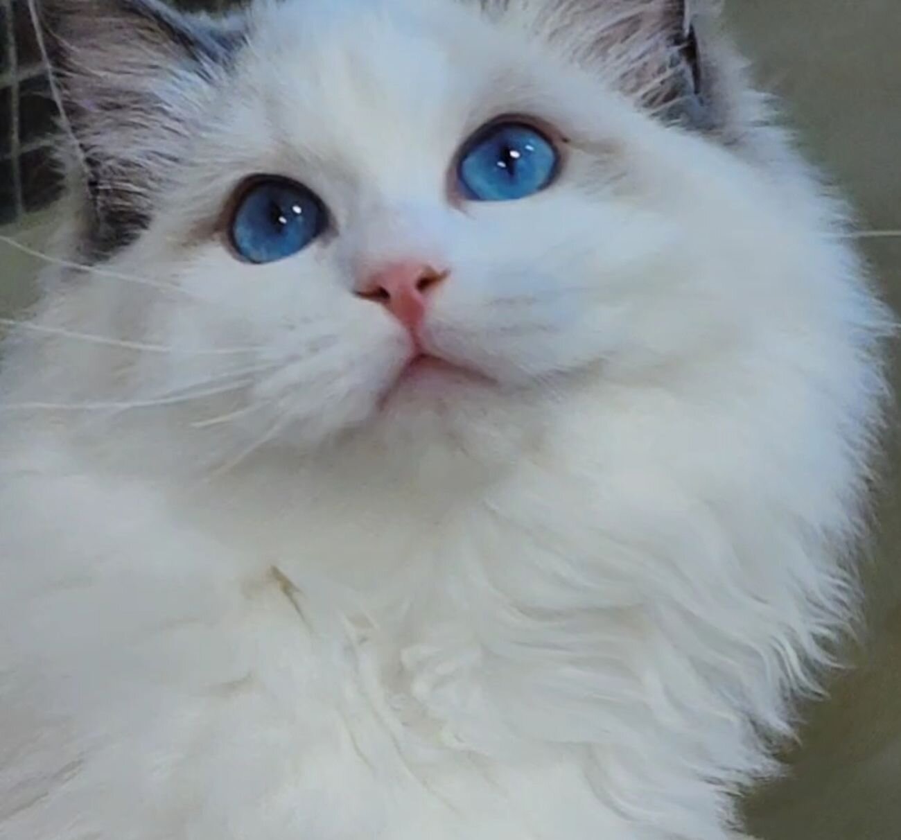 beautiful ragdoll image 1