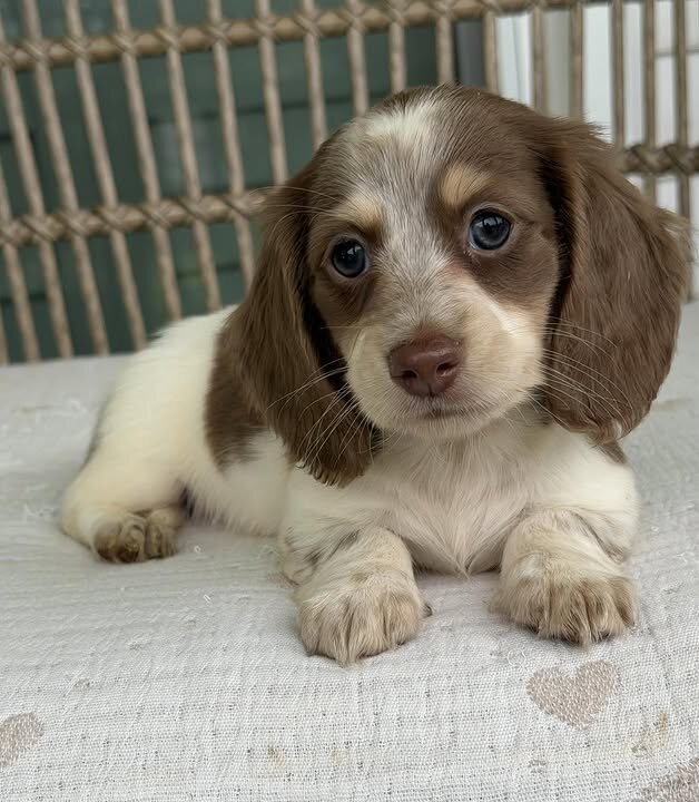 🌼 DAISY – Female Miniature Dachshund Puppy image 7