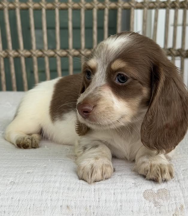 🌼 DAISY – Female Miniature Dachshund Puppy image 1