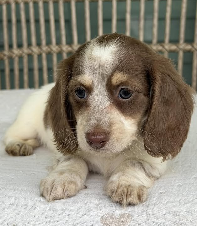 🌼 DAISY – Female Miniature Dachshund Puppy image 2